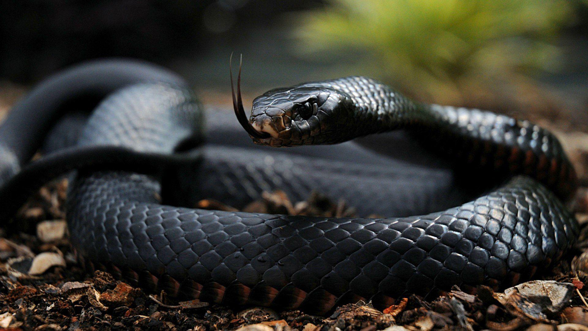 Black Mamba Wallpapers Wallpaper Cave