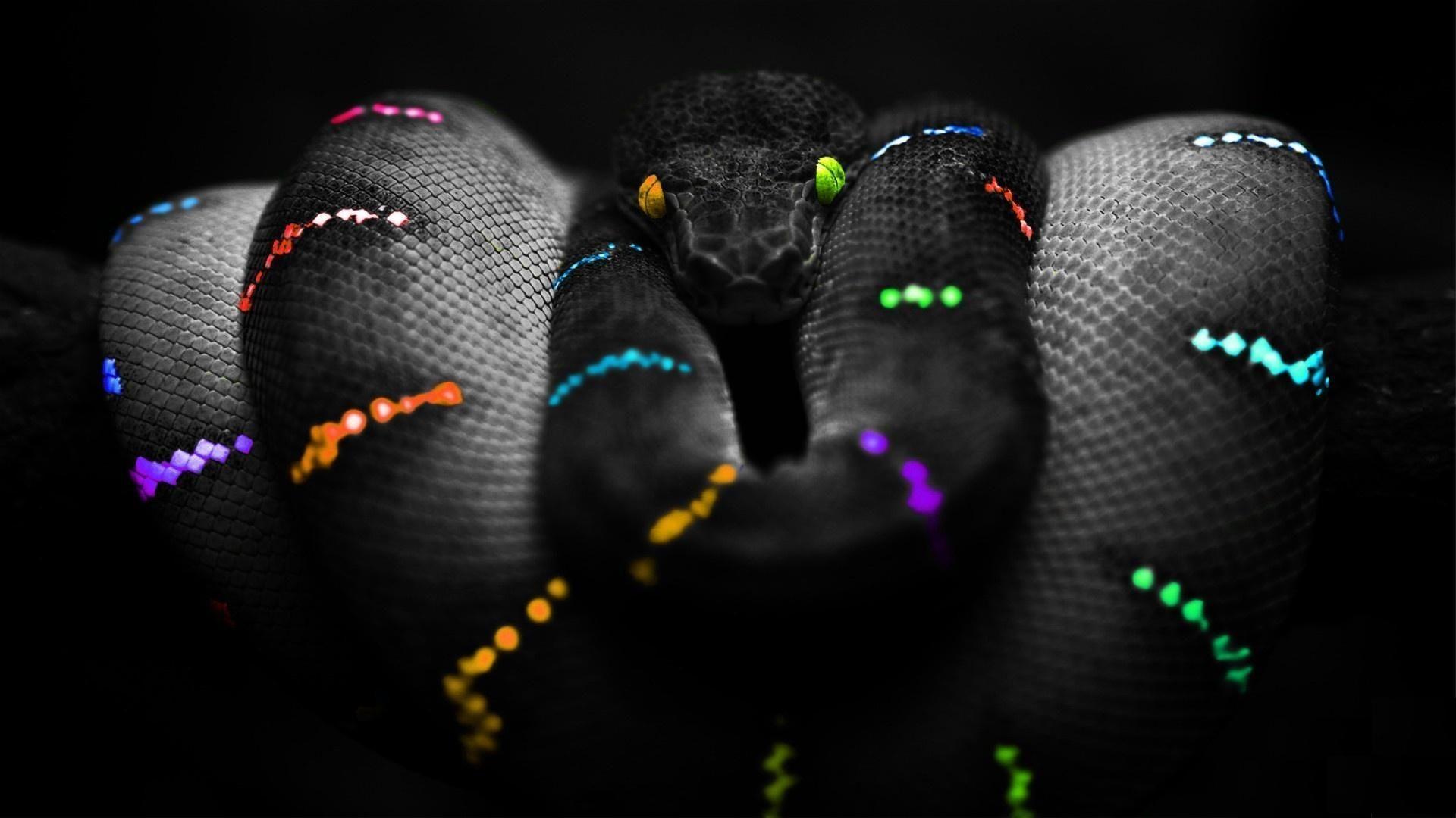 Black Mamba Wallpapers Wallpaper Cave