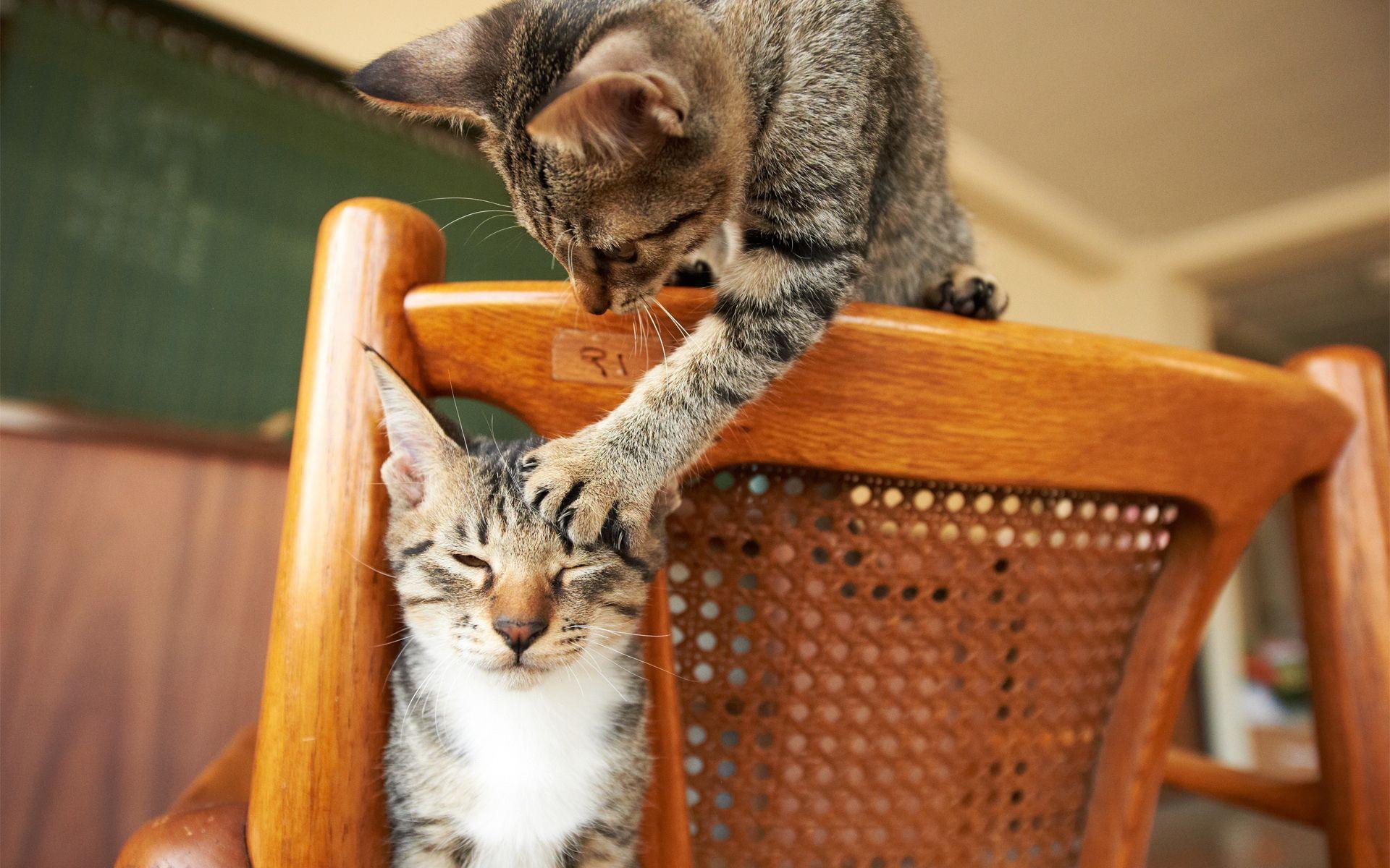 Funny Cats Wallpapers Wallpaper Cave