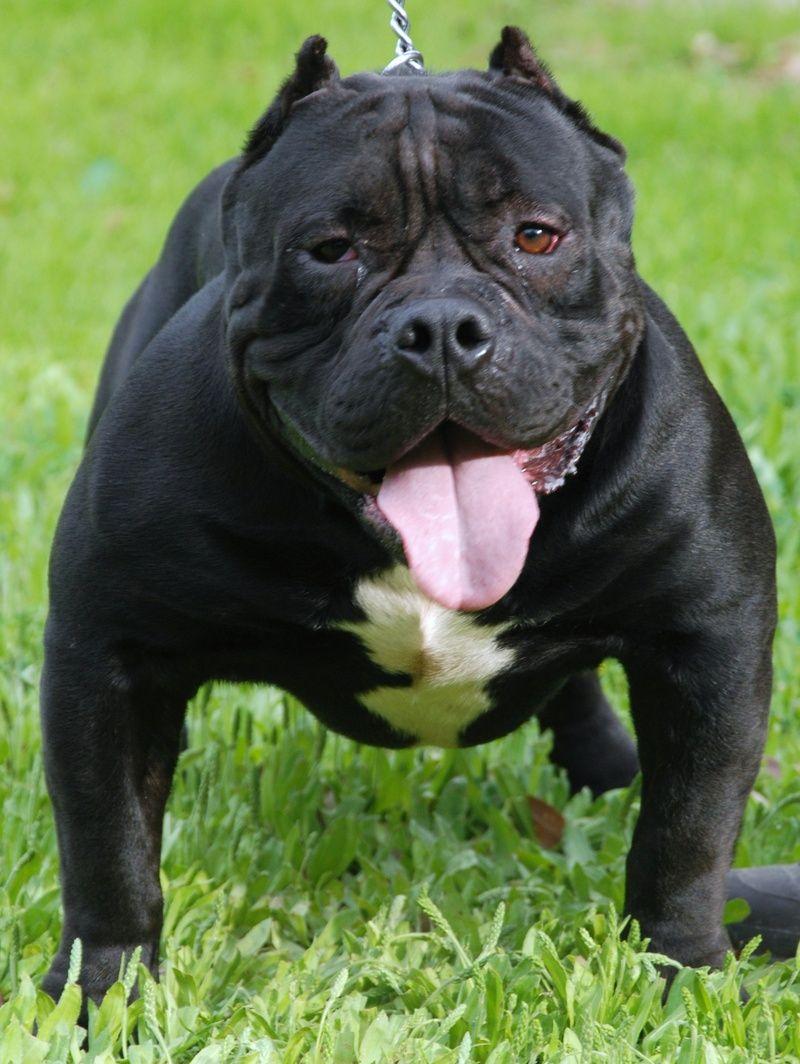 American Bully Wallpapers Wallpaper Cave