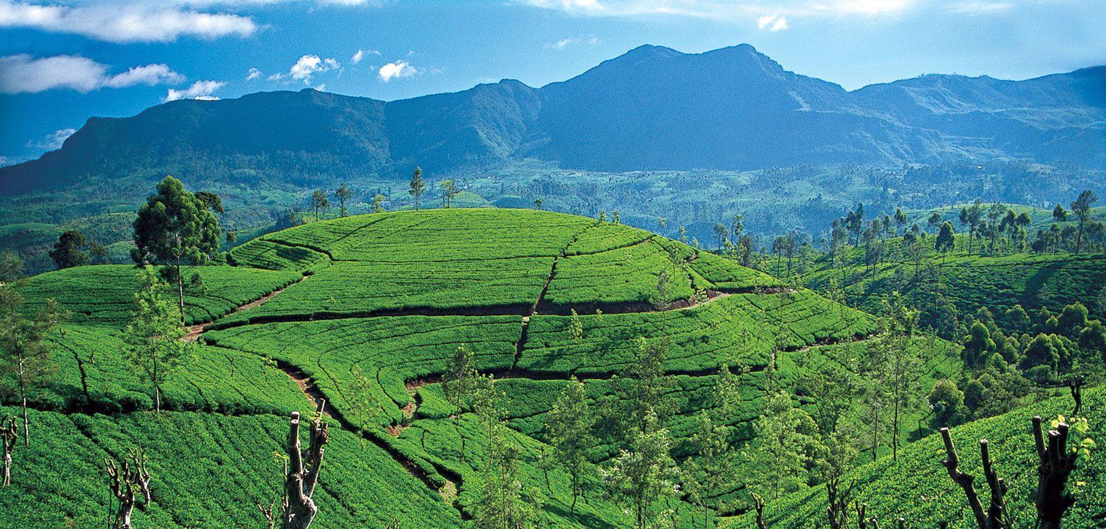 Sri Lanka Wallpapers Wallpaper Cave
