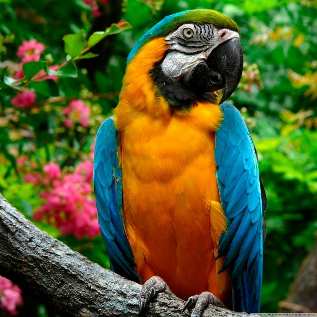 Parrots Wallpapers Wallpaper Cave