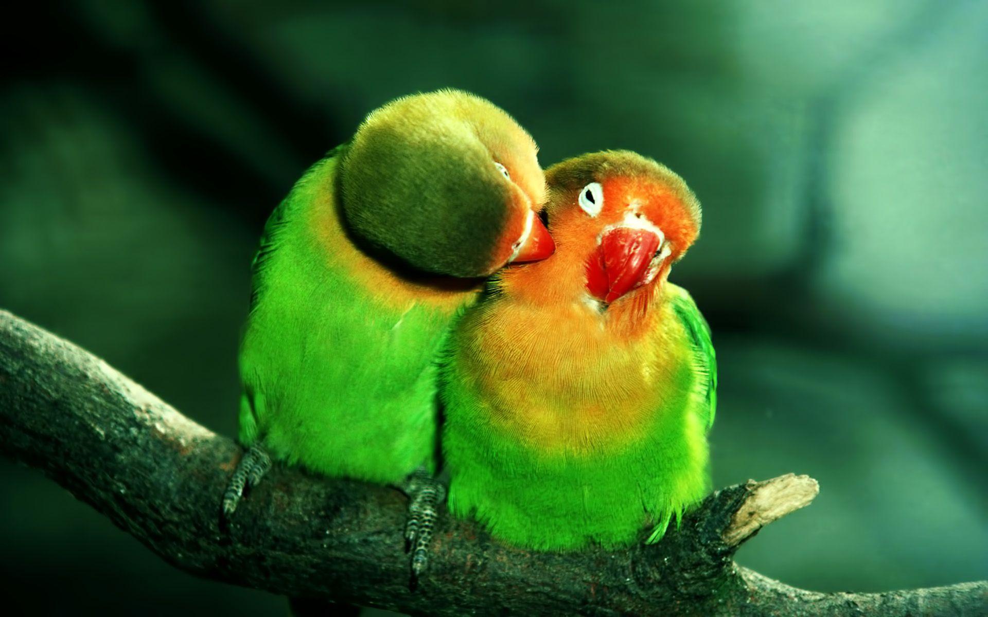 Green Parrot Wallpapers Wallpaper Cave