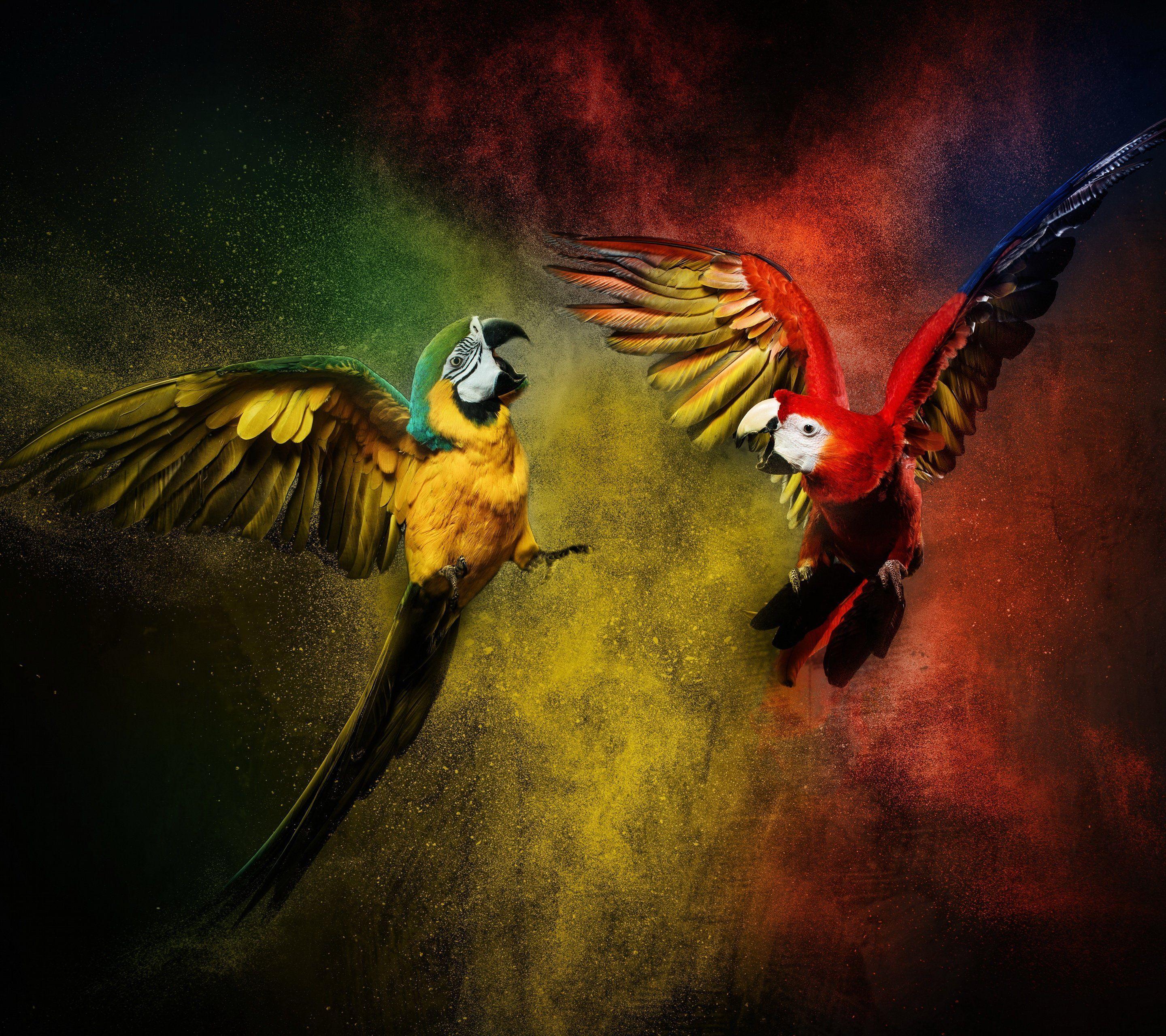Parrots Wallpapers Wallpaper Cave