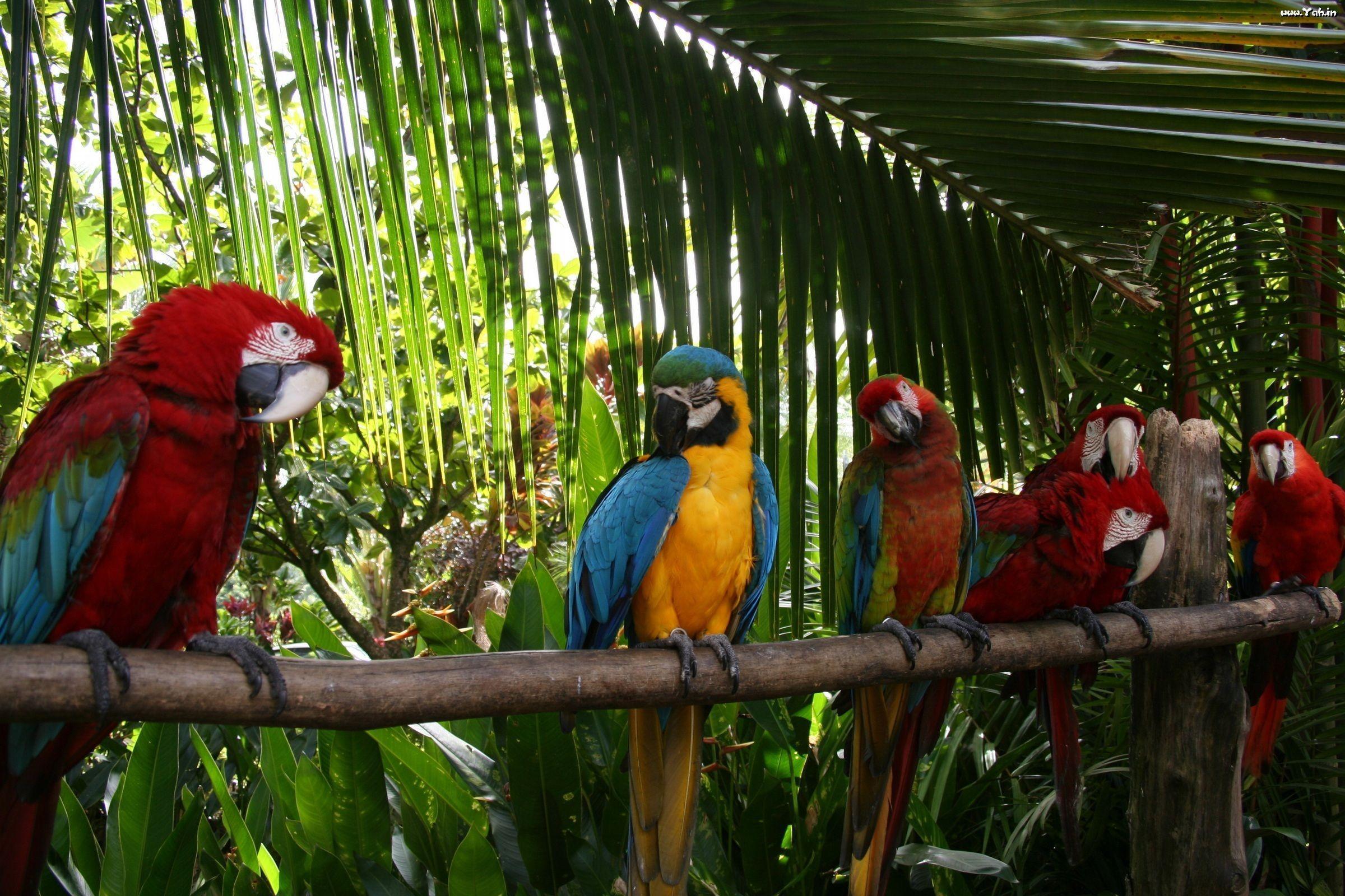 Parrots Wallpapers Wallpaper Cave
