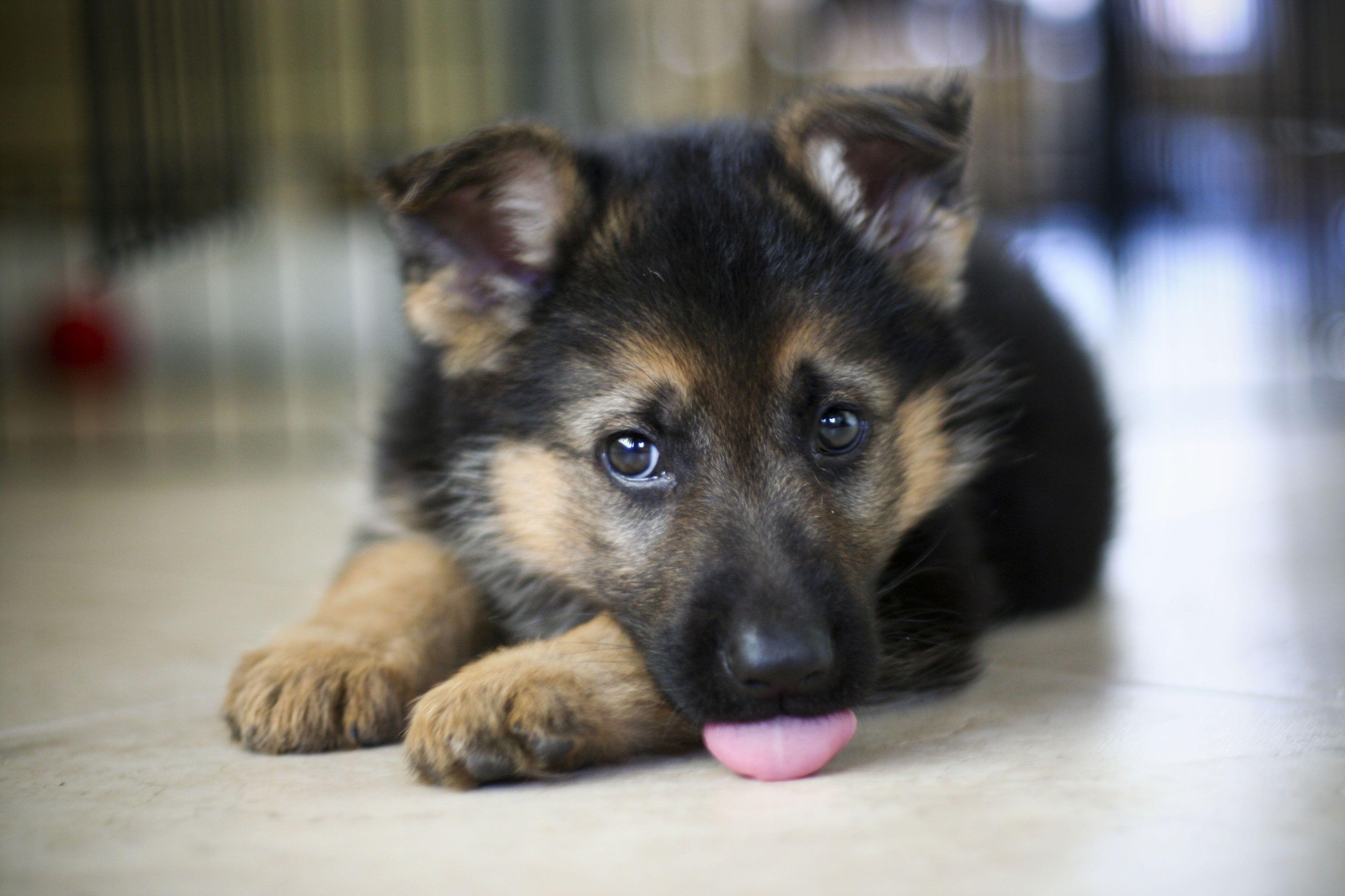 German Shepherd Puppy Wallpapers Wallpaper Cave