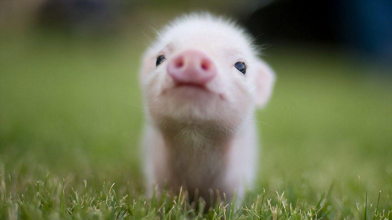 Baby Pigs Wallpapers Wallpaper Cave