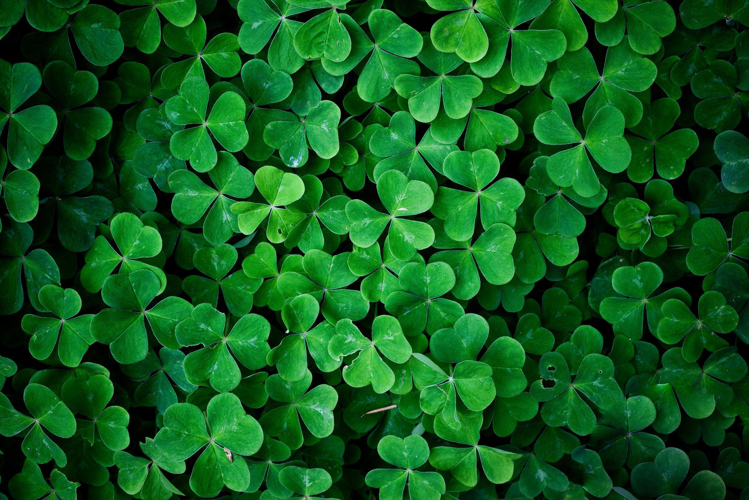 Irish Shamrock Wallpapers Wallpaper Cave