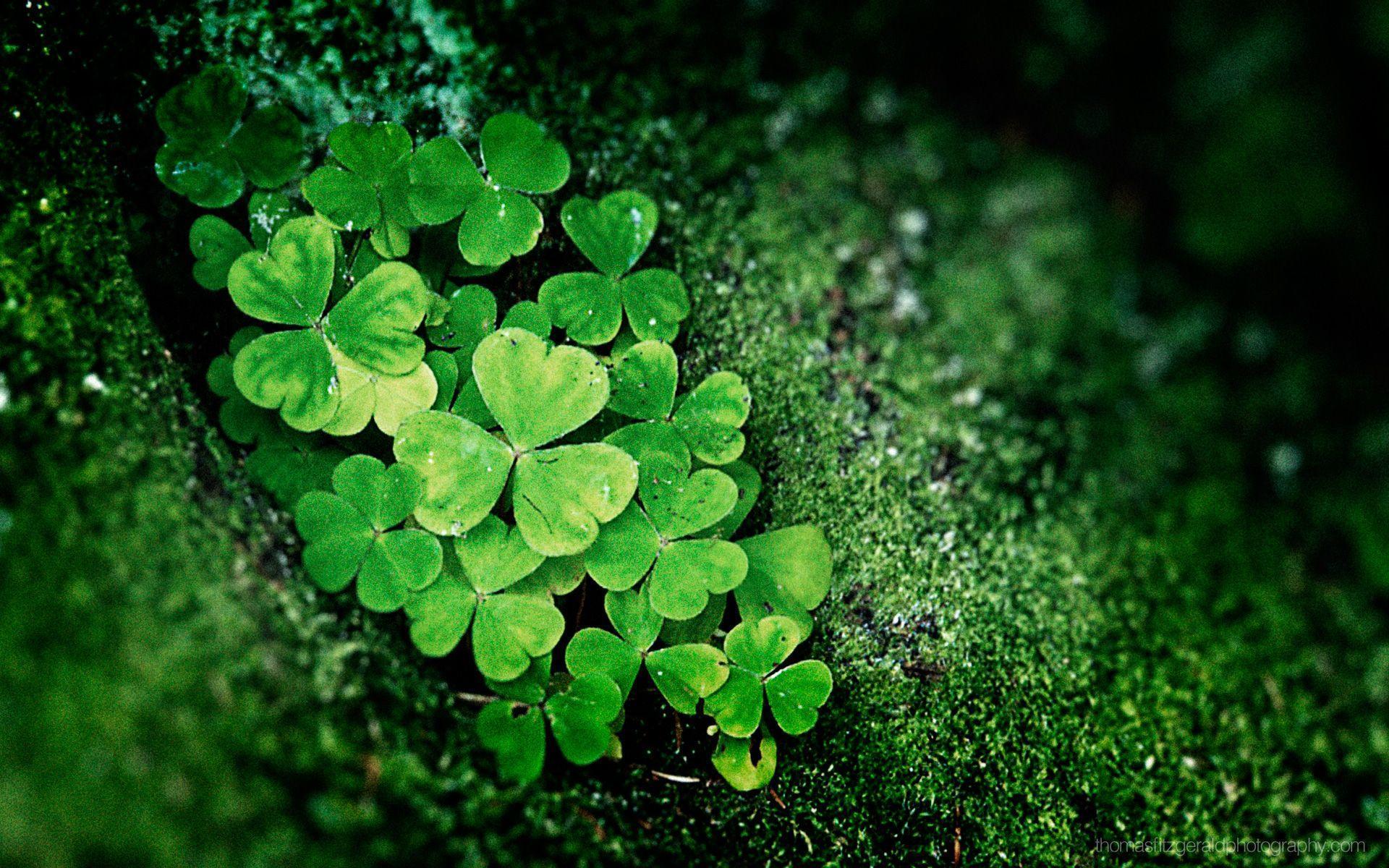 Irish Shamrock Wallpapers Wallpaper Cave