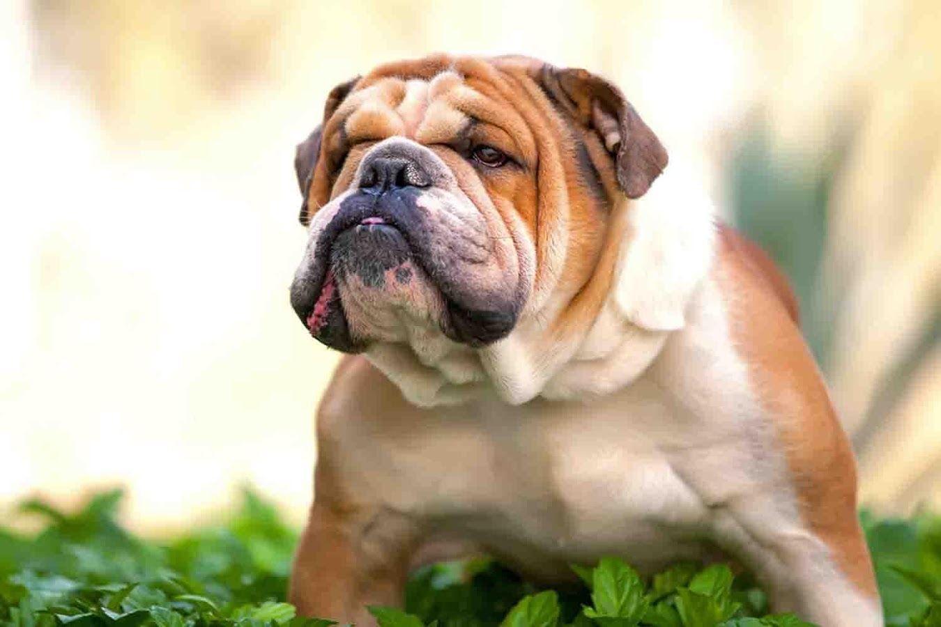 English Bulldog Wallpapers Wallpaper Cave