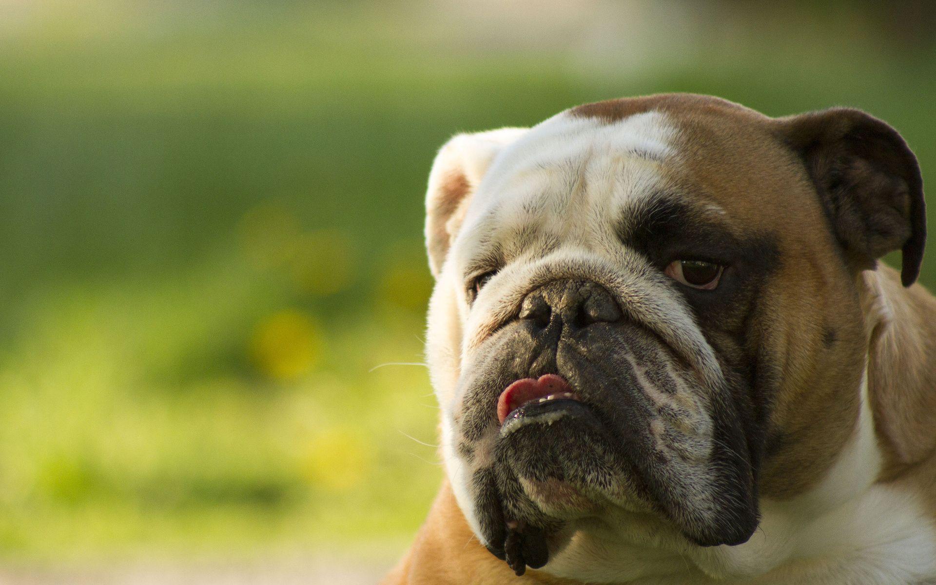 English Bulldog Wallpapers Wallpaper Cave