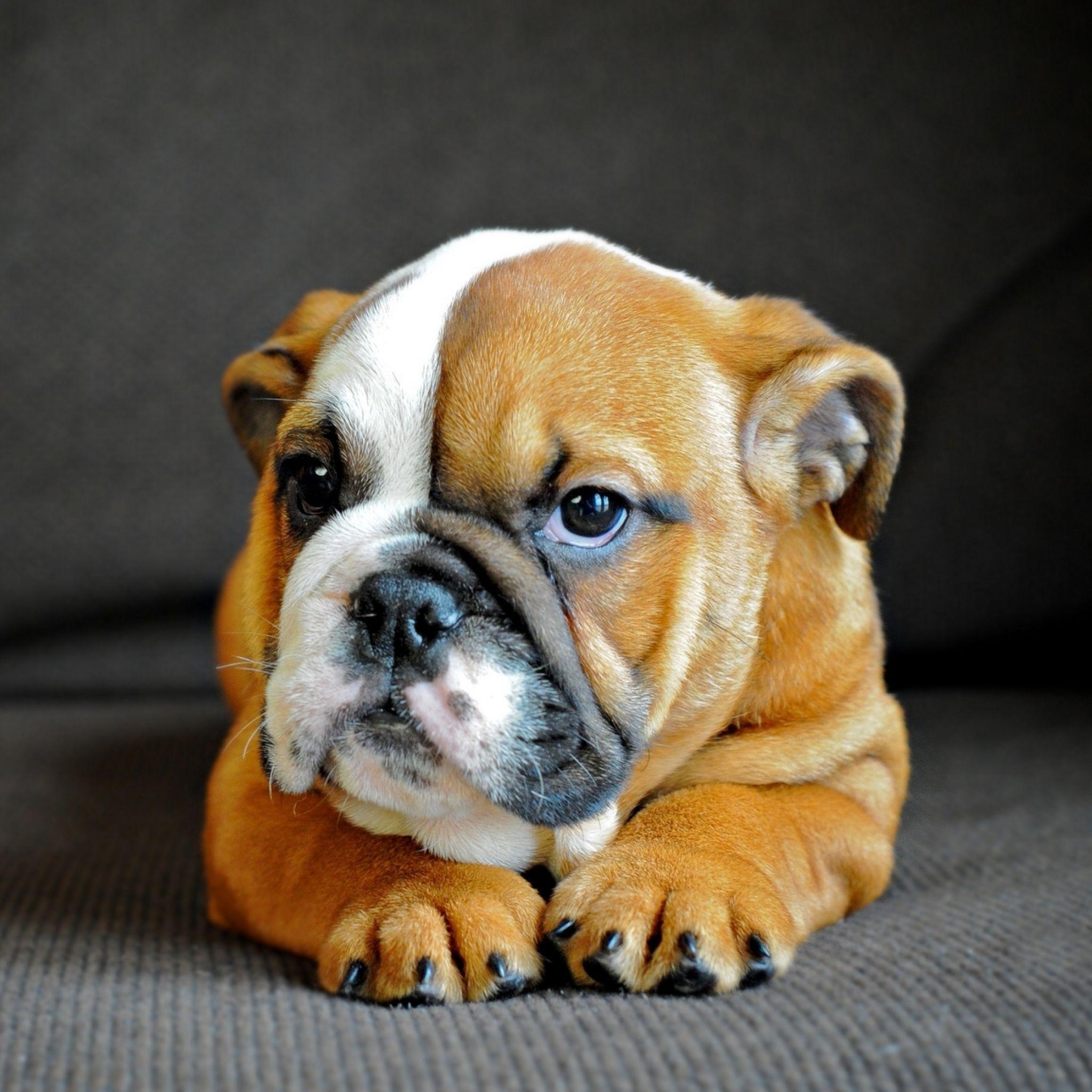 English Bulldog Wallpapers Wallpaper Cave