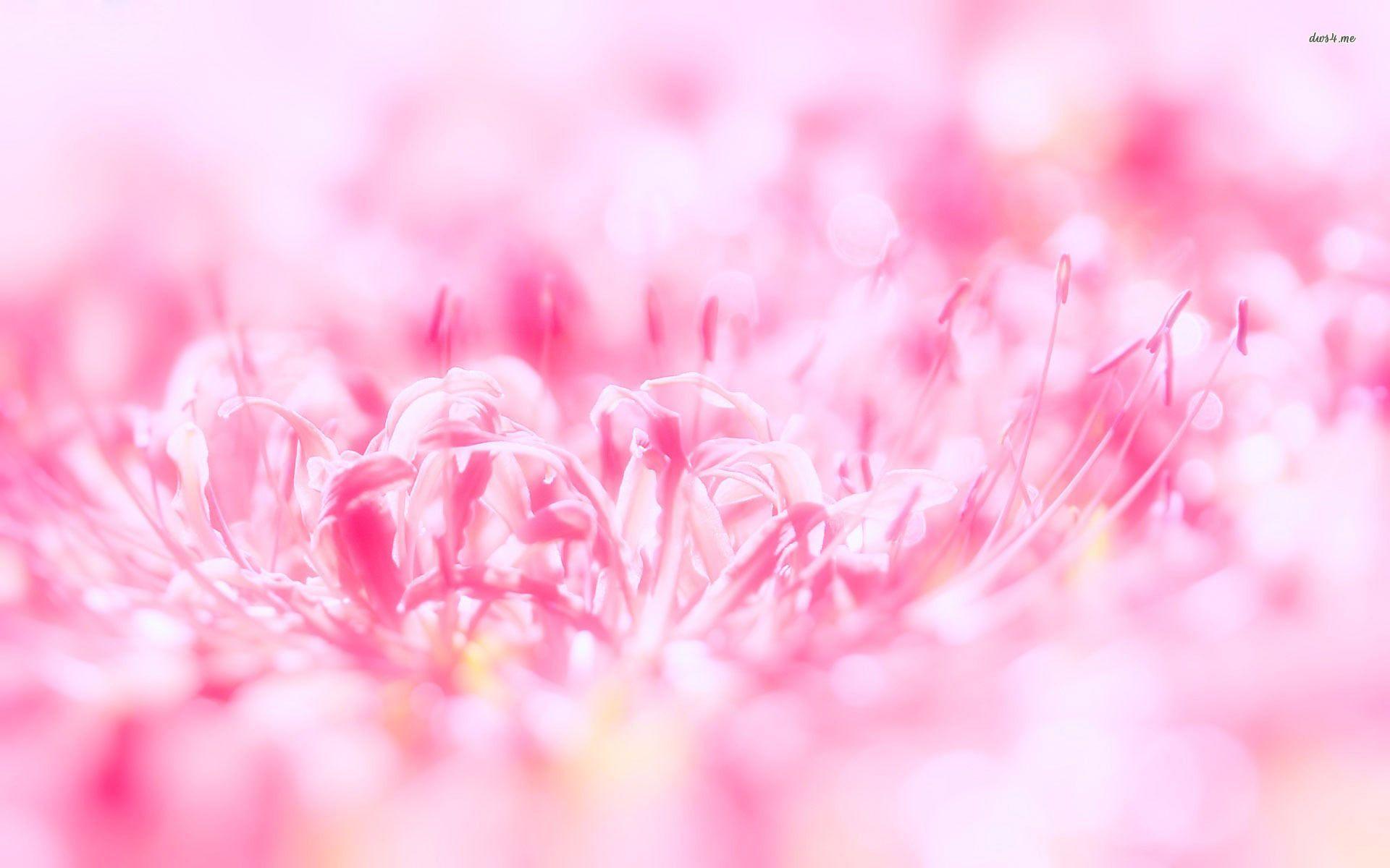 Pink Flowers Wallpapers Wallpaper Cave