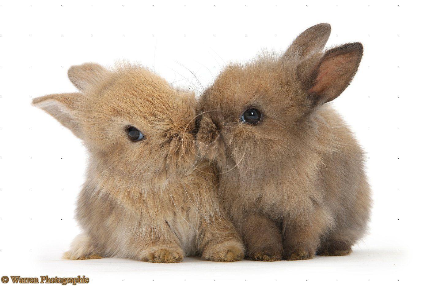 Baby Bunny Wallpapers Wallpaper Cave