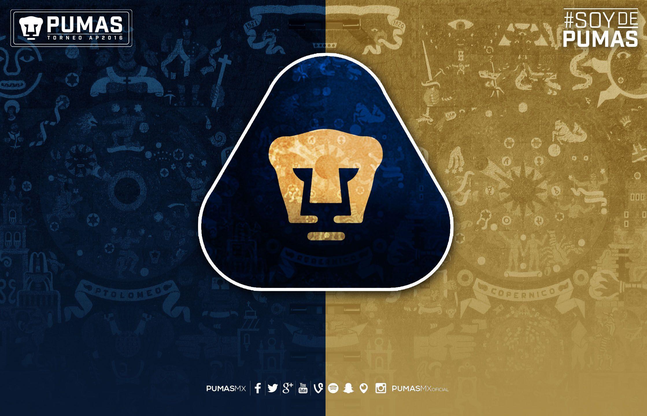 Pumas Wallpapers Wallpaper Cave