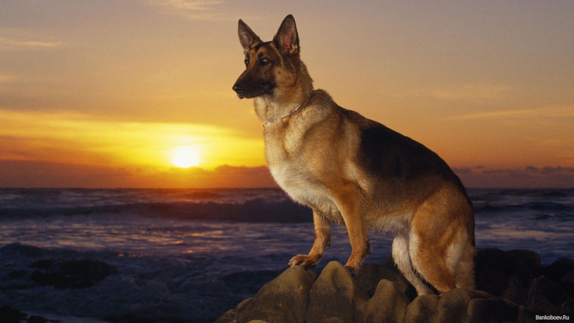 Dog German Shepherd Wallpapers Wallpaper Cave