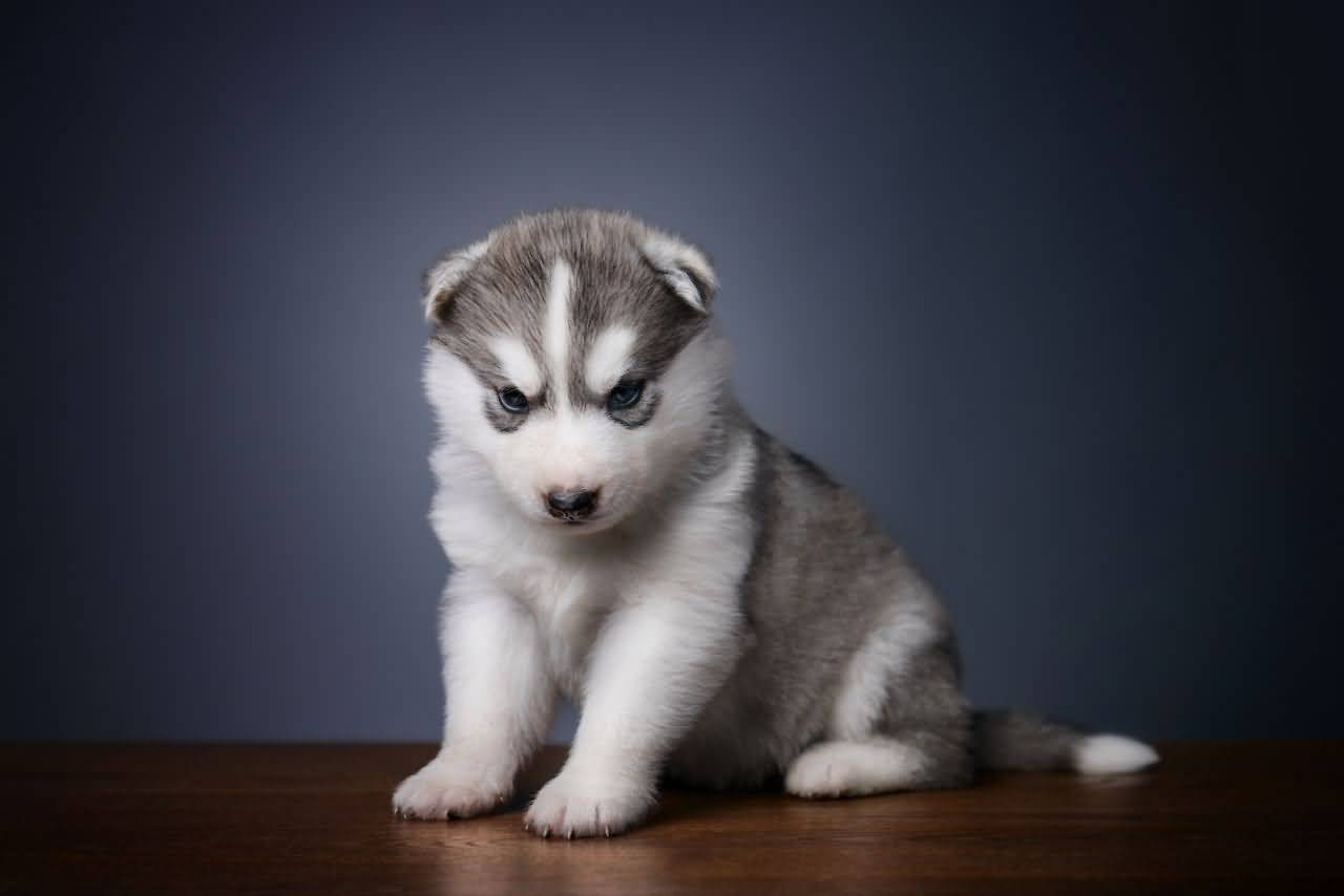 Husky Puppy Wallpapers Wallpaper Cave
