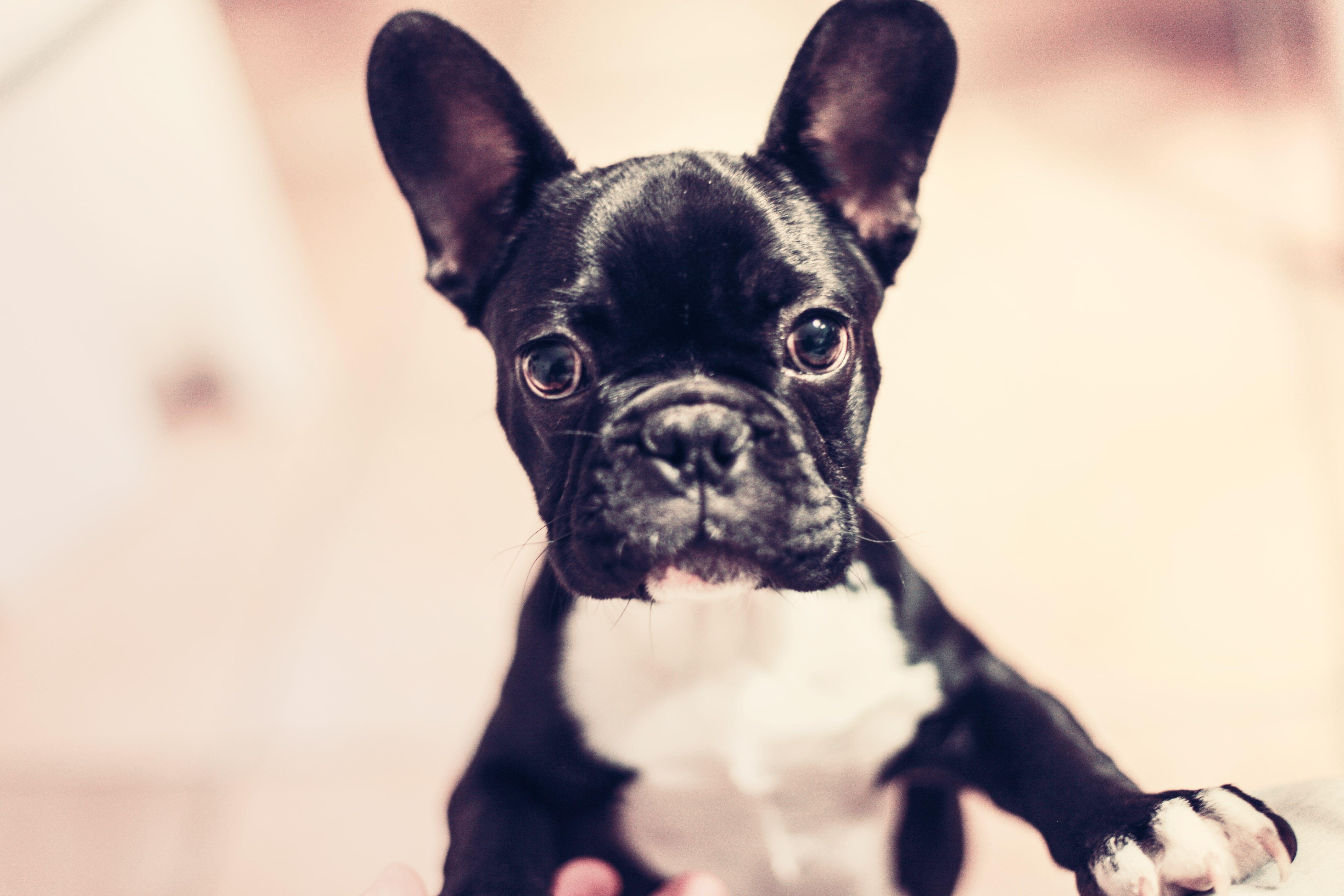French Bulldog Wallpapers Wallpaper Cave