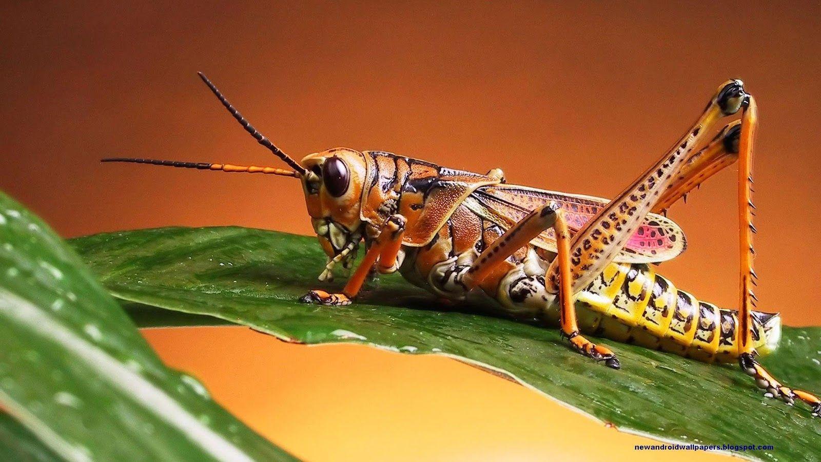 Insects Wallpapers Wallpaper Cave