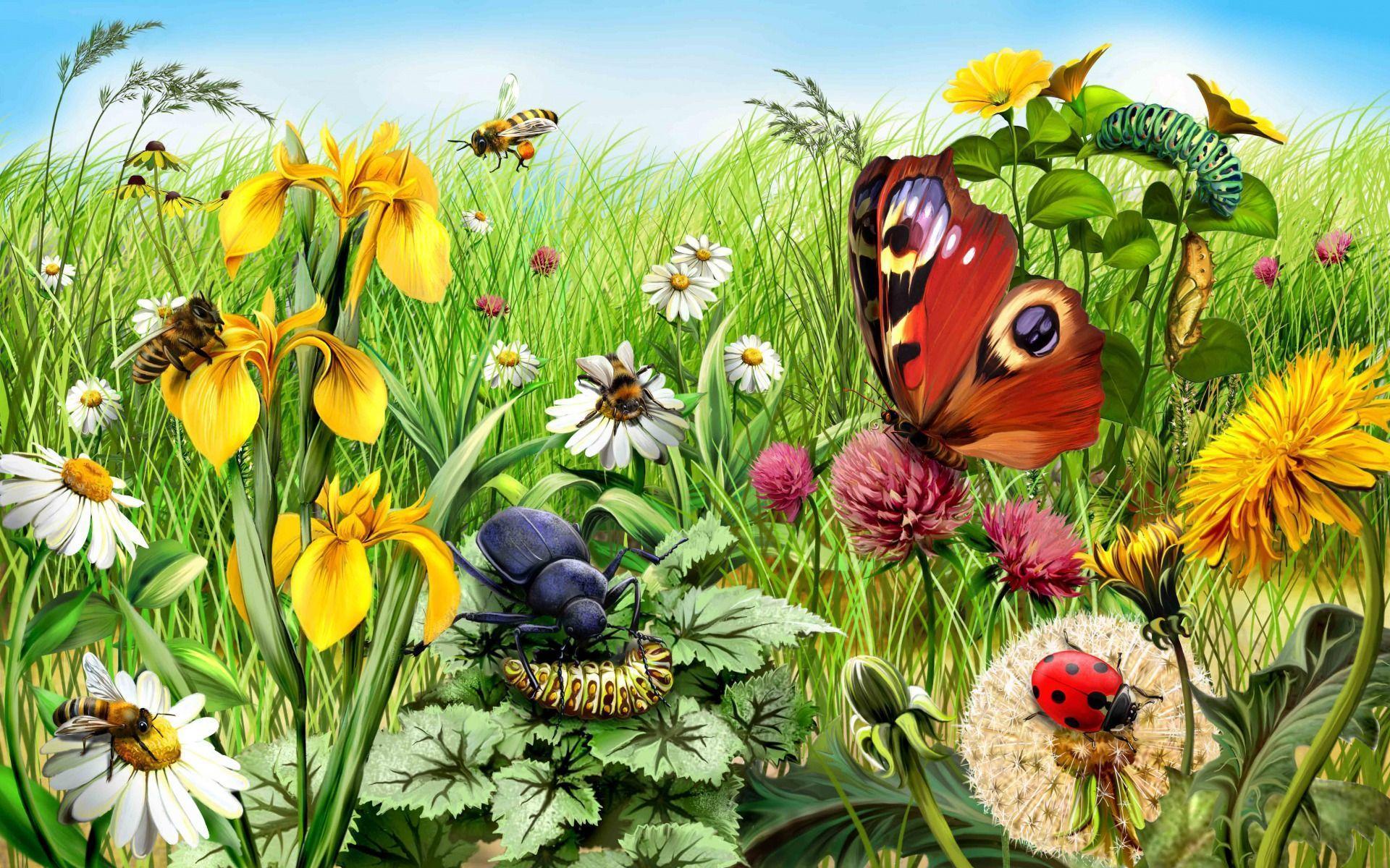 Insects Wallpapers Wallpaper Cave