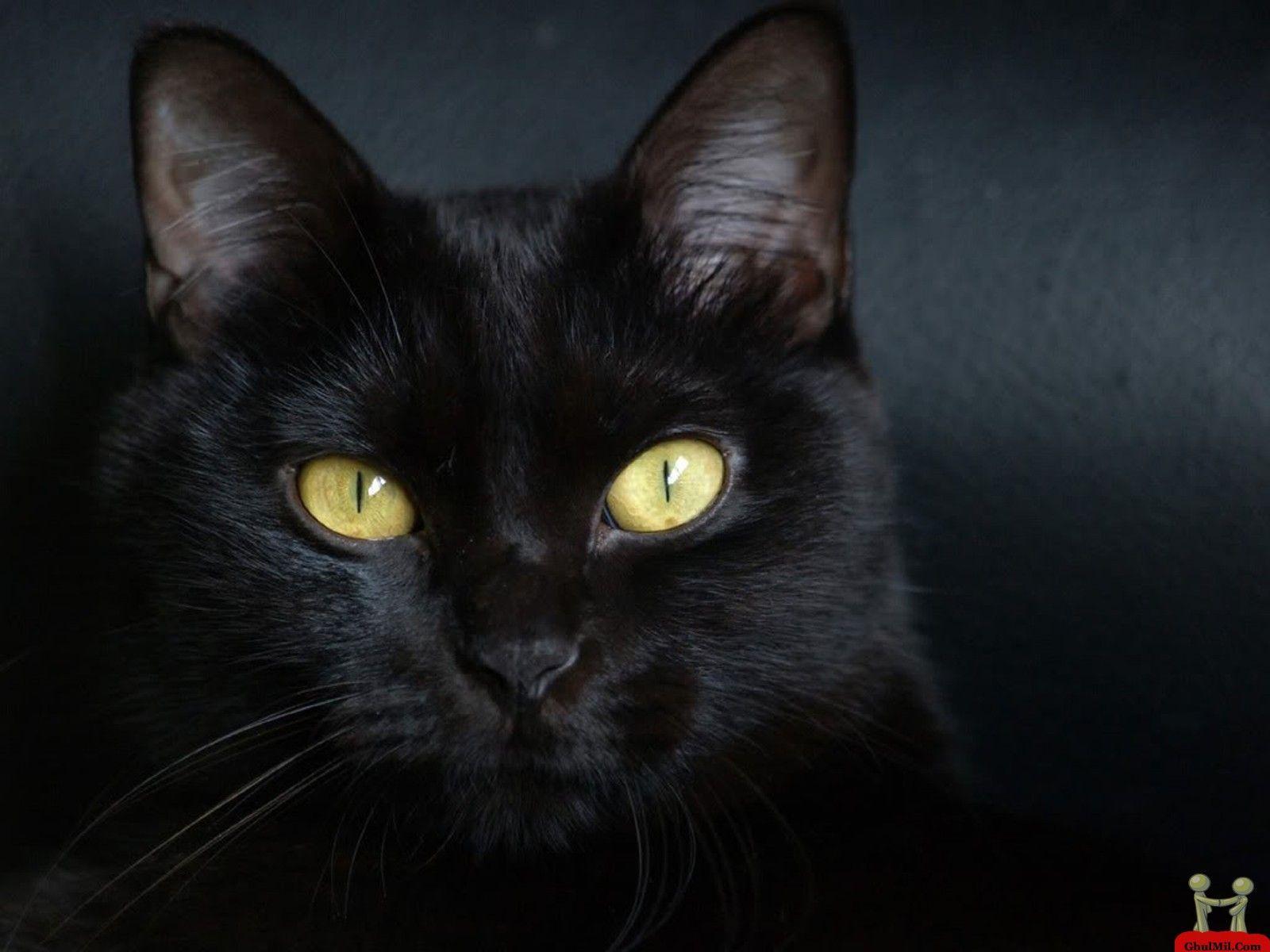 Black Cats Wallpapers Wallpaper Cave