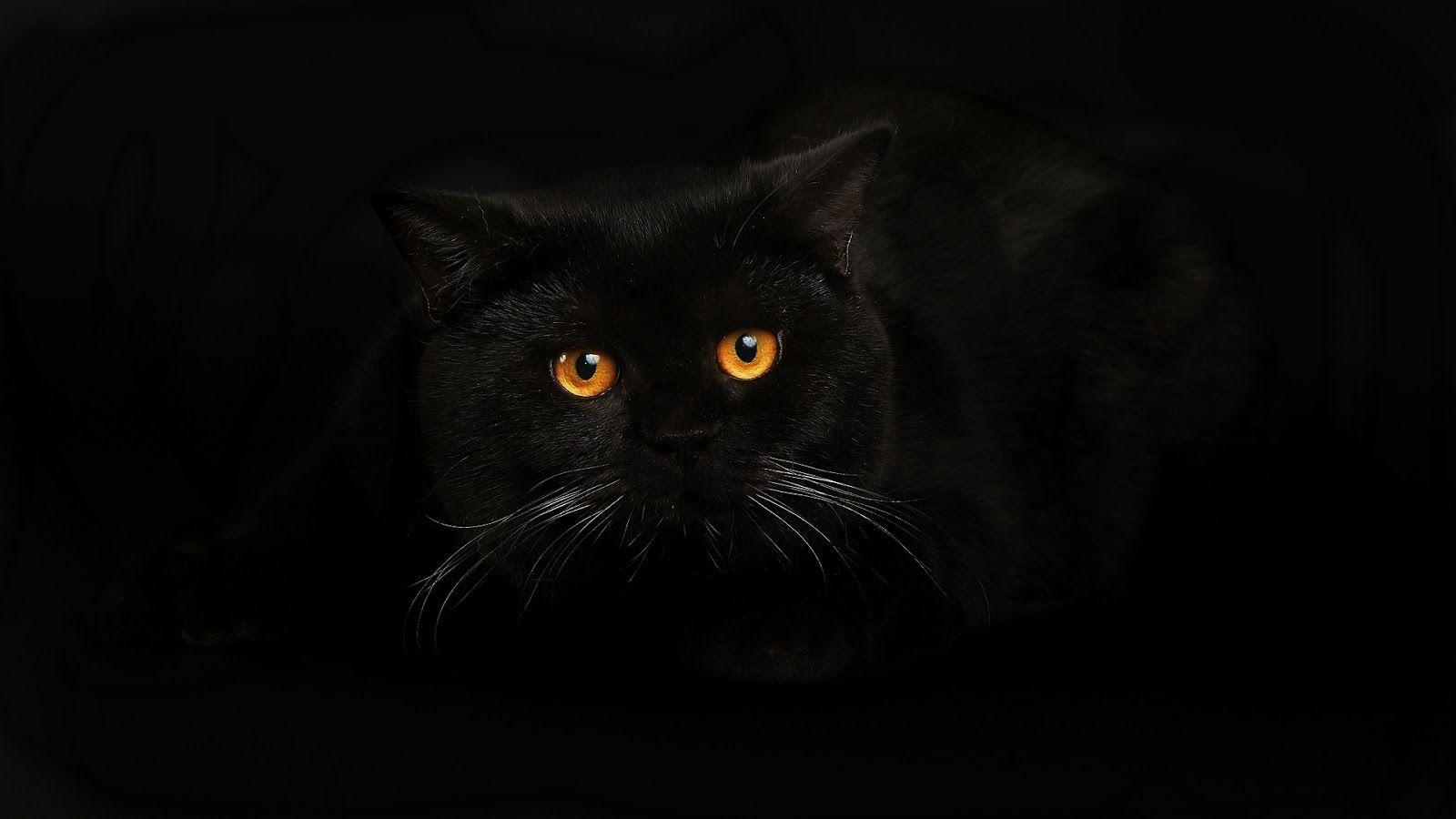 Black Cats Wallpapers Wallpaper Cave