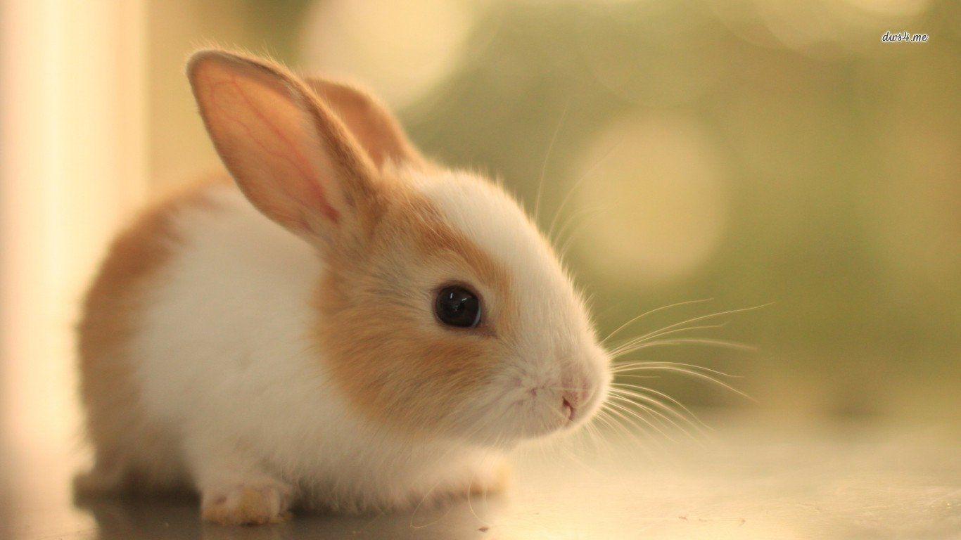 Rabbits Wallpapers Wallpaper Cave