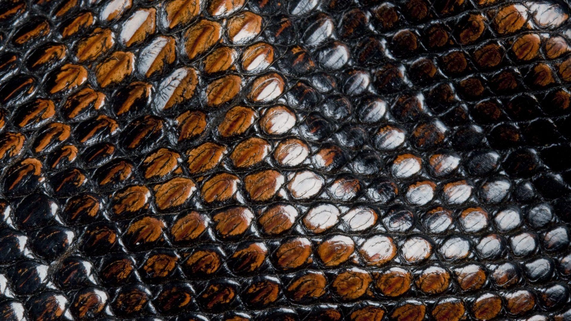 Snake Skin Wallpapers Wallpaper Cave