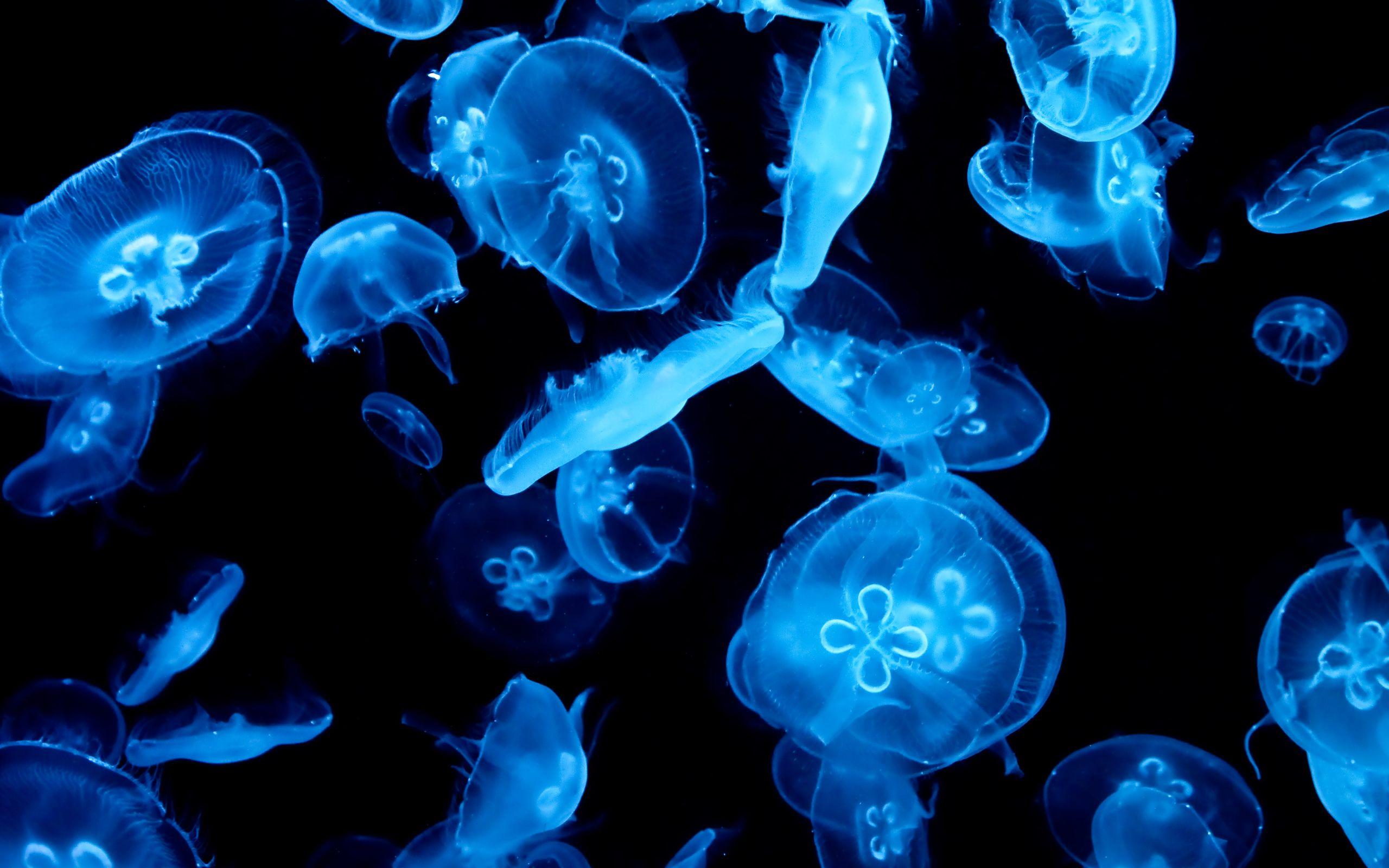 Glowing Jellyfish Wallpapers Wallpaper Cave