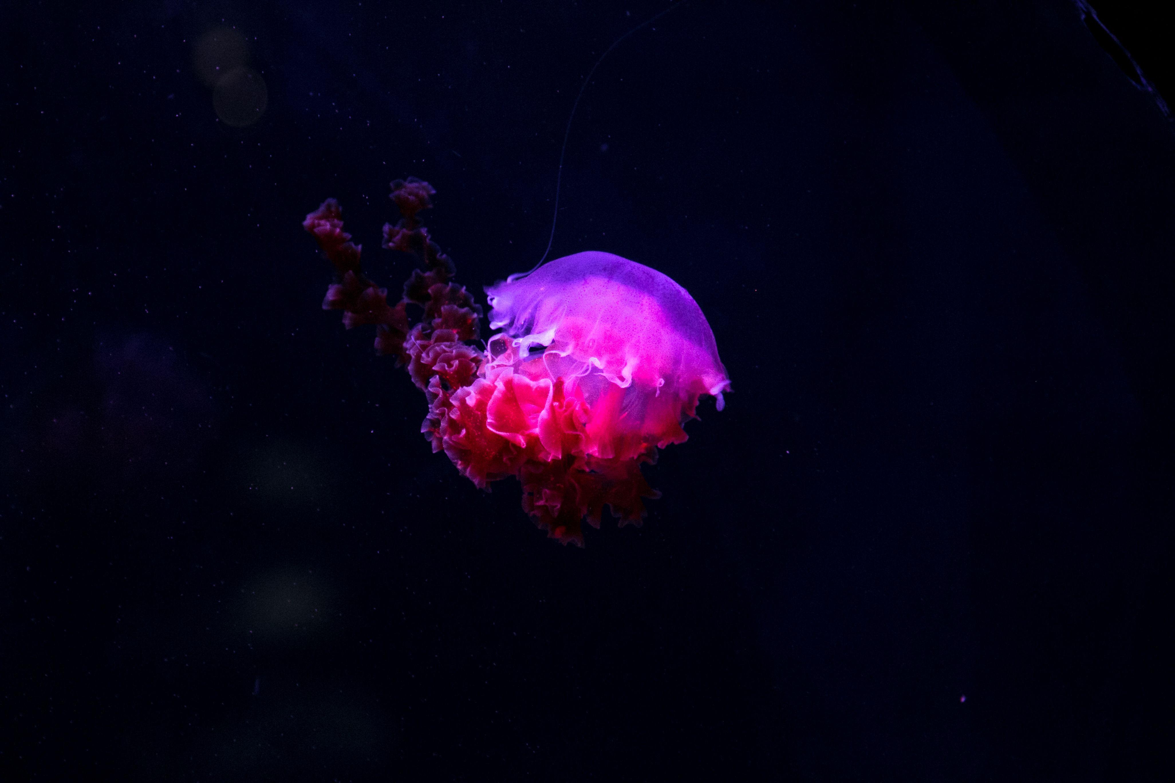Glowing Jellyfish Wallpapers Wallpaper Cave