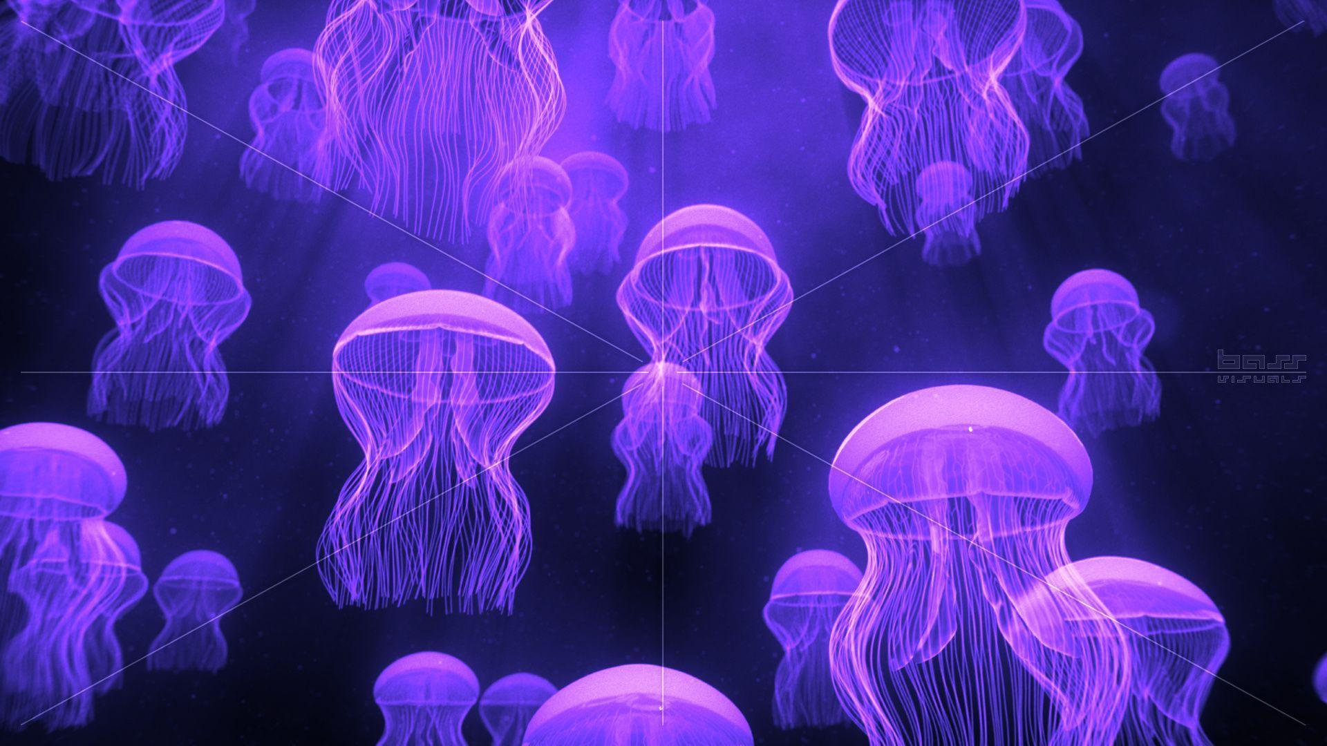 Glowing Jellyfish Wallpapers Wallpaper Cave