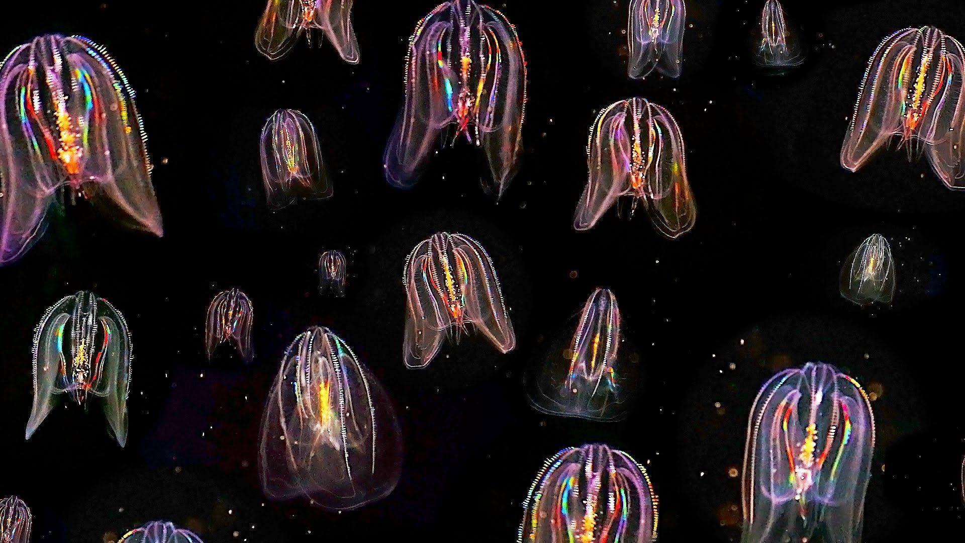 Glowing Jellyfish Wallpapers Wallpaper Cave