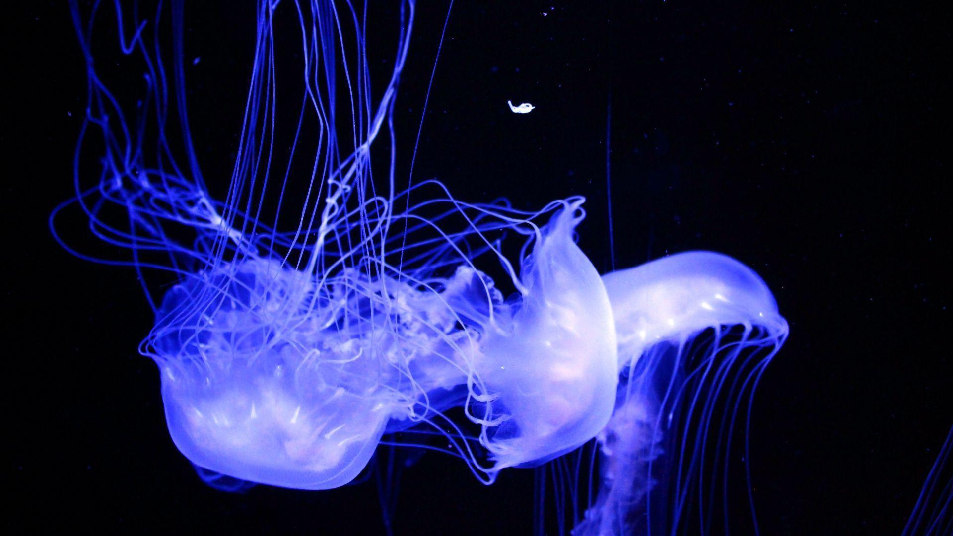 Glowing Jellyfish Wallpapers Wallpaper Cave