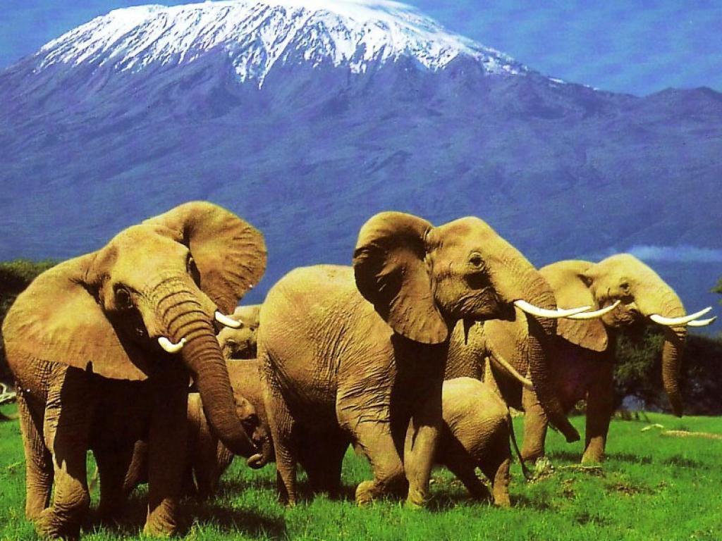 Kenya Wallpapers Wallpaper Cave