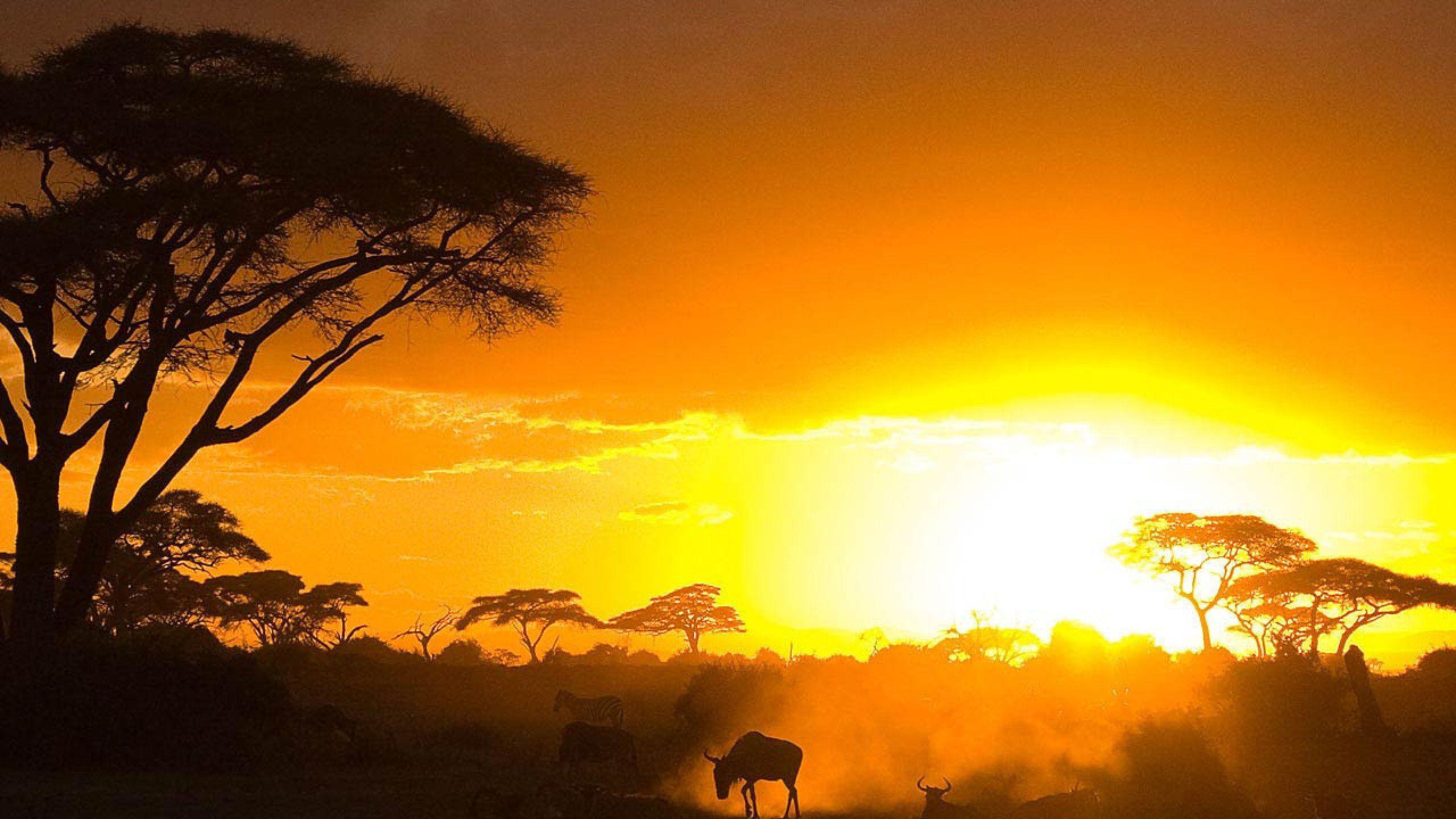 Kenya Wallpapers Wallpaper Cave