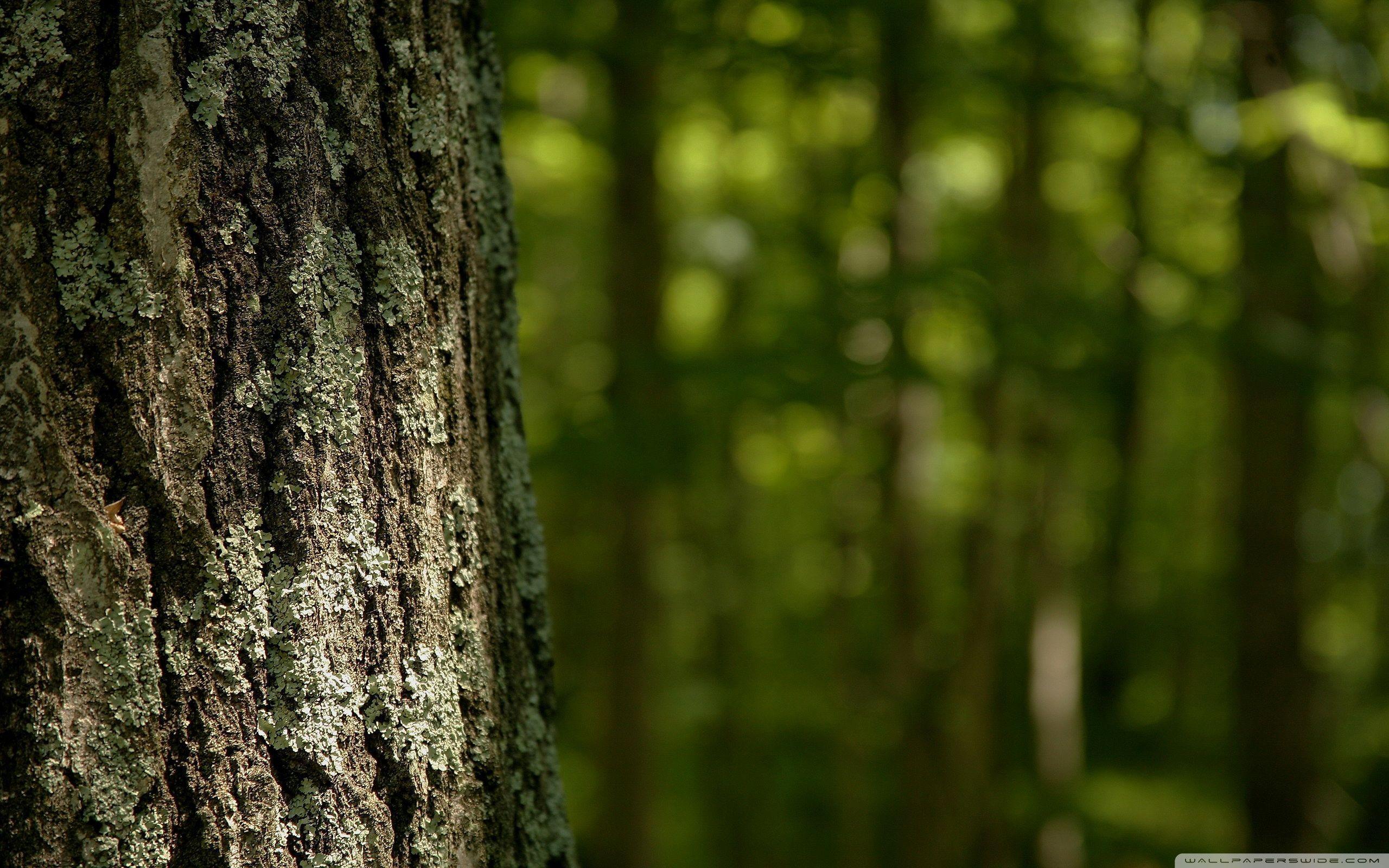 Trunk Wallpapers Wallpaper Cave