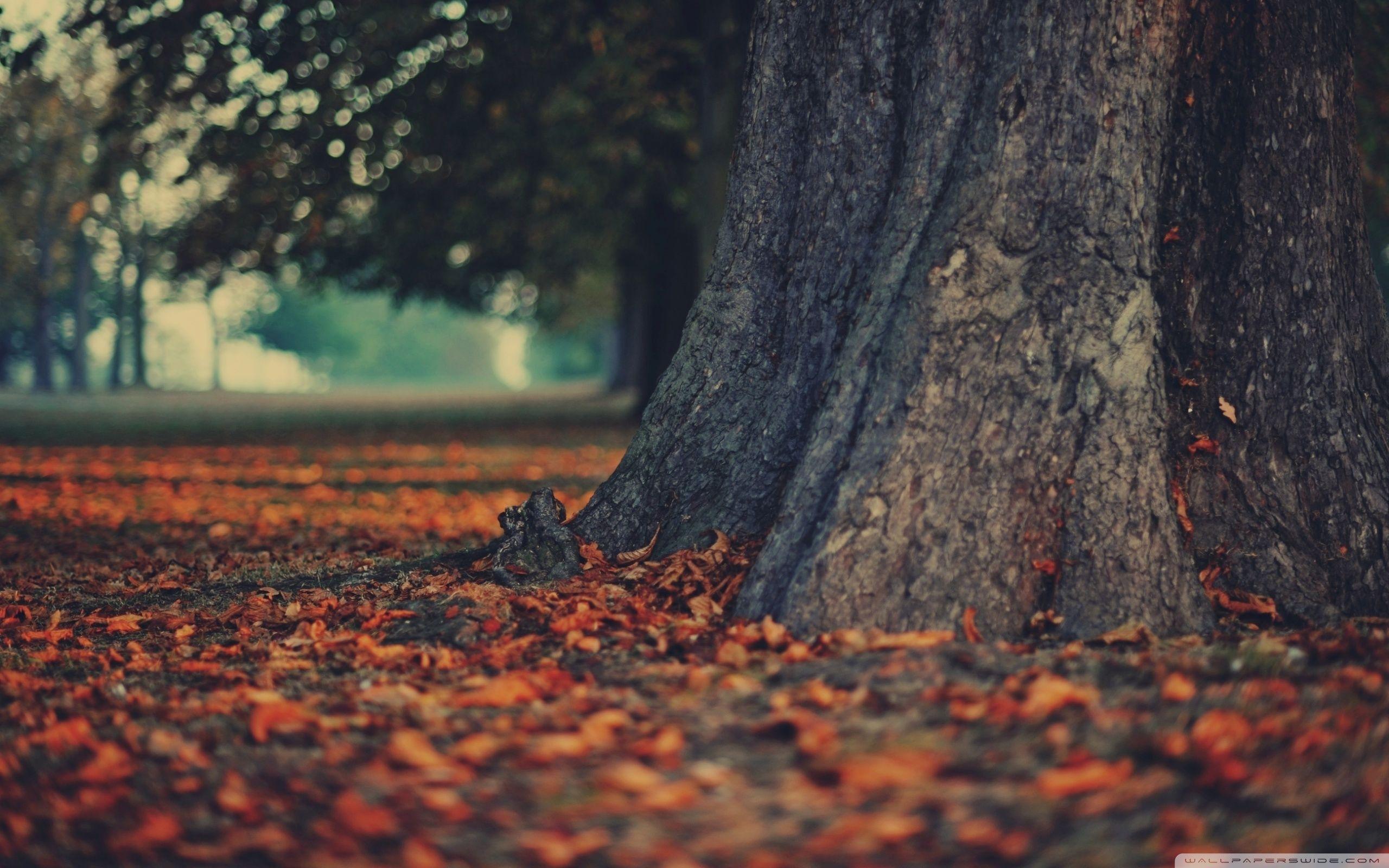 Tree Trunk Wallpapers Wallpaper Cave