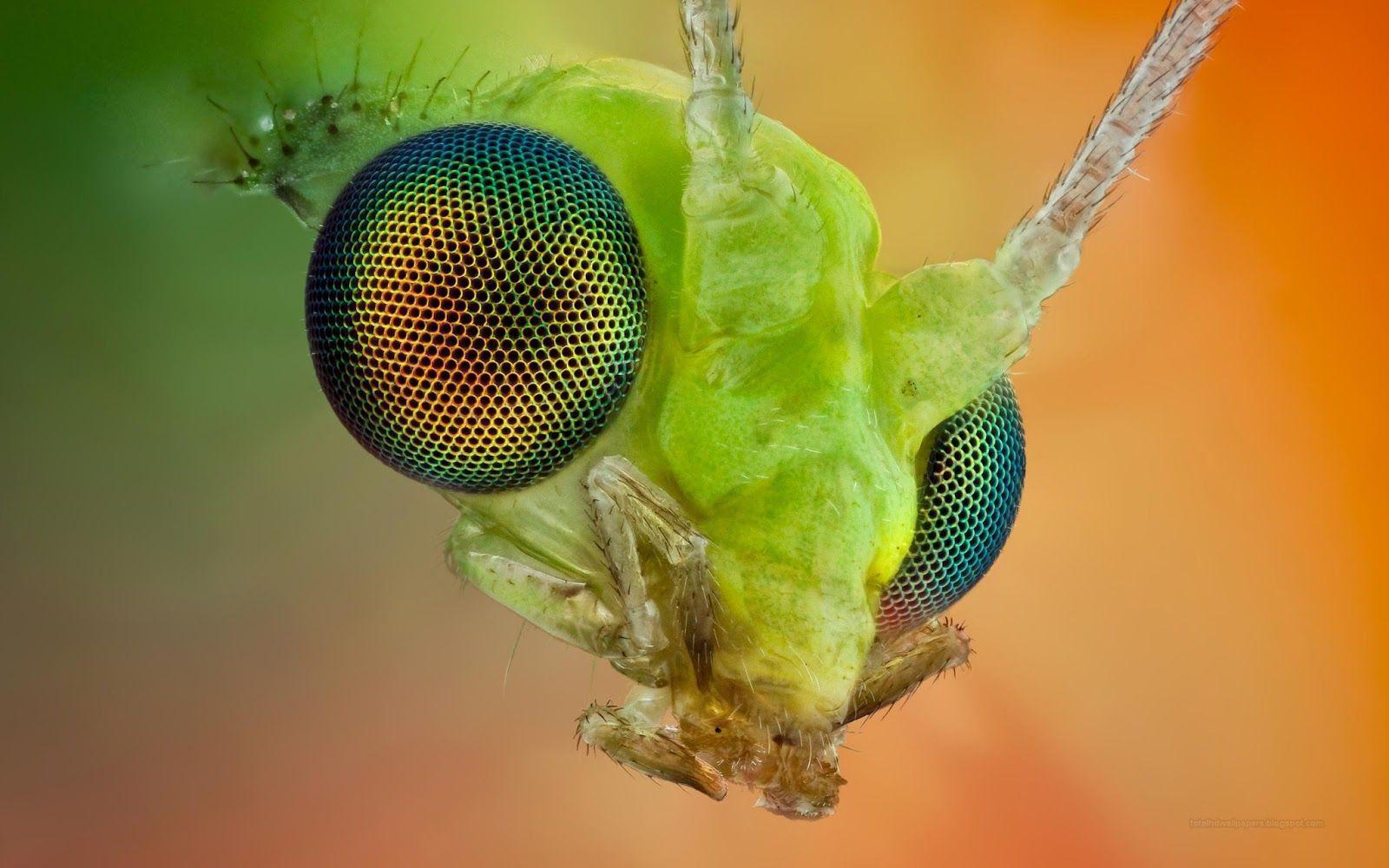 Larva Wallpapers Wallpaper Cave