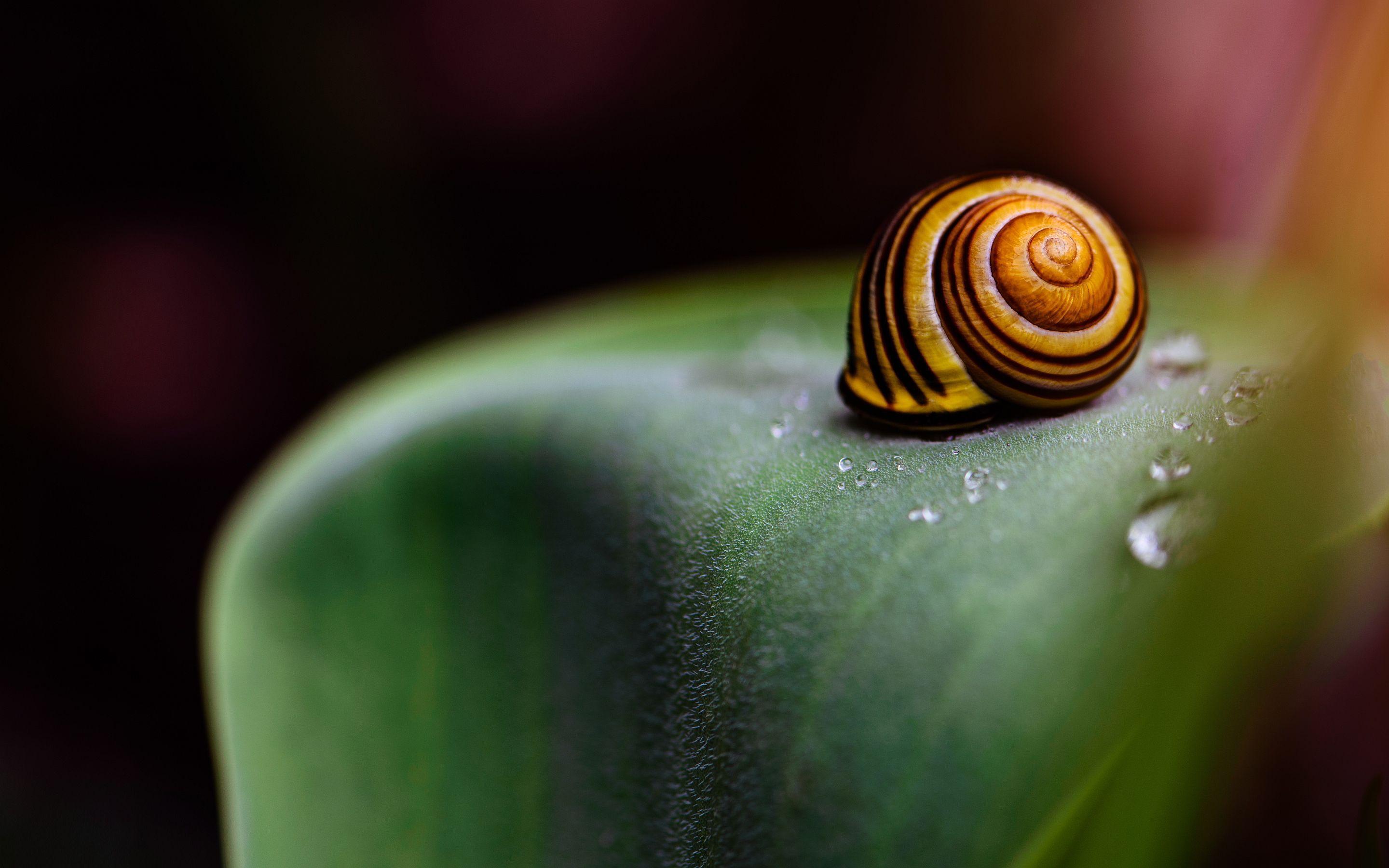 Snail Wallpapers Wallpaper Cave