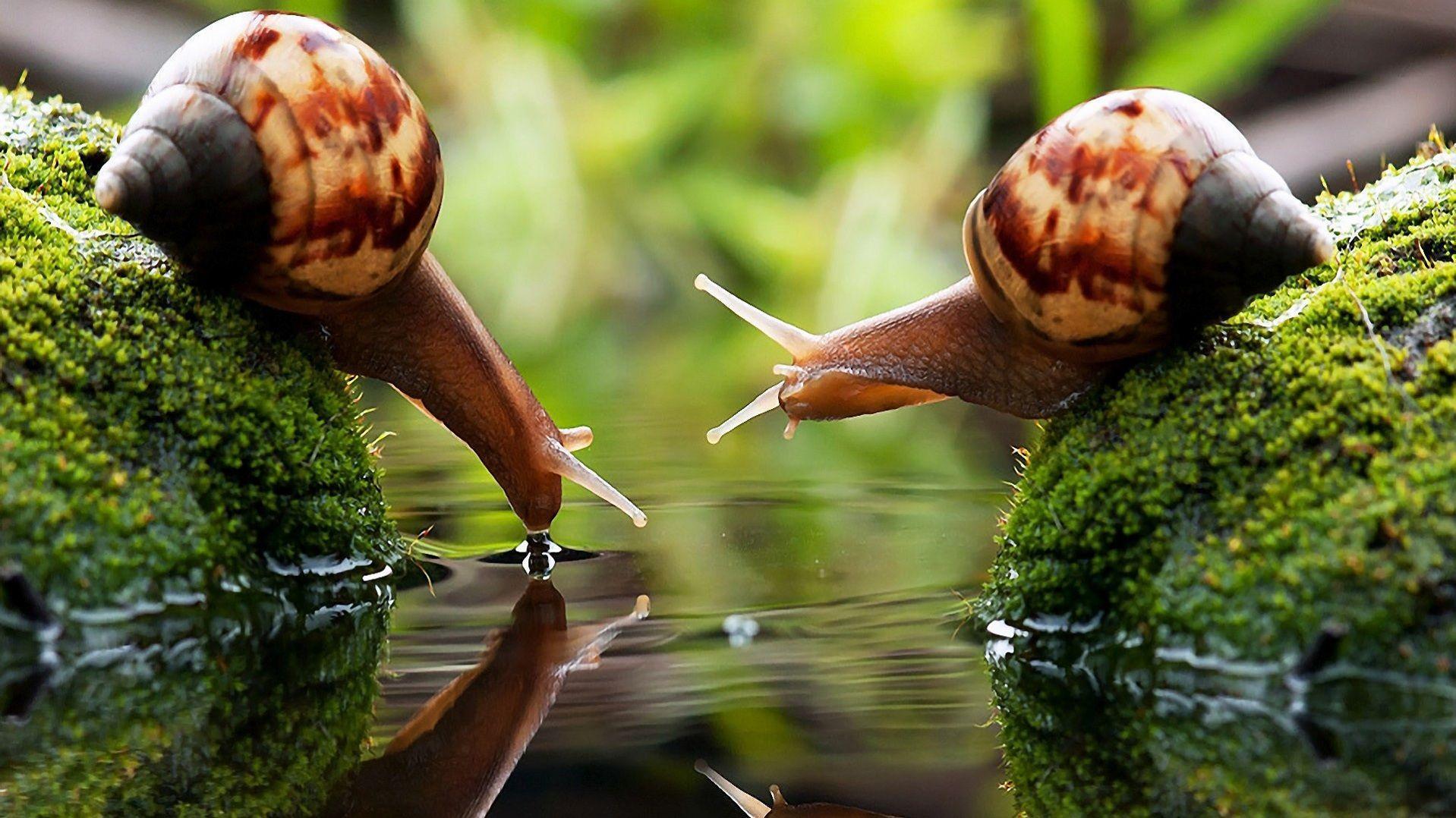 Snail Wallpapers Wallpaper Cave