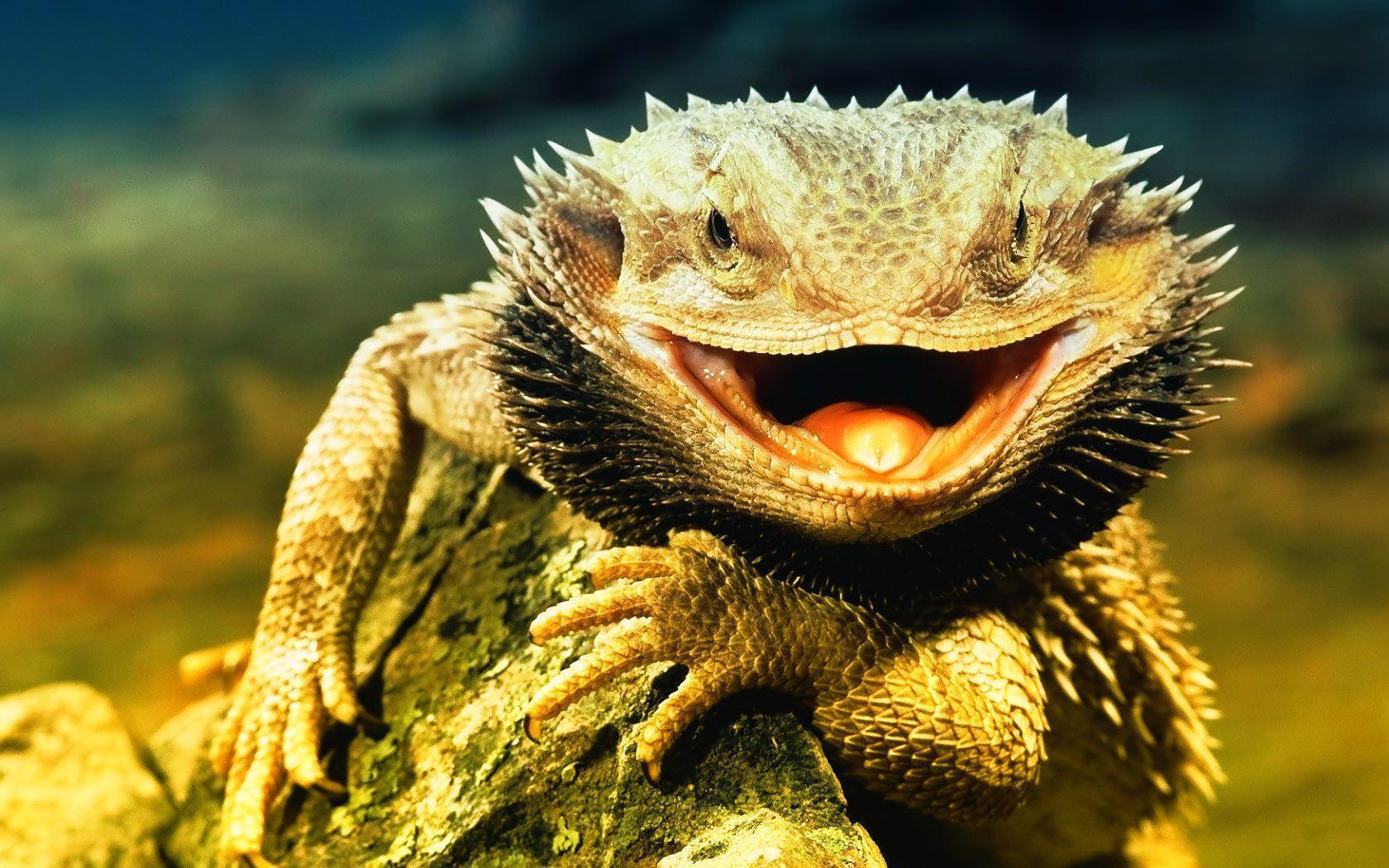 Lizards Wallpapers Wallpaper Cave