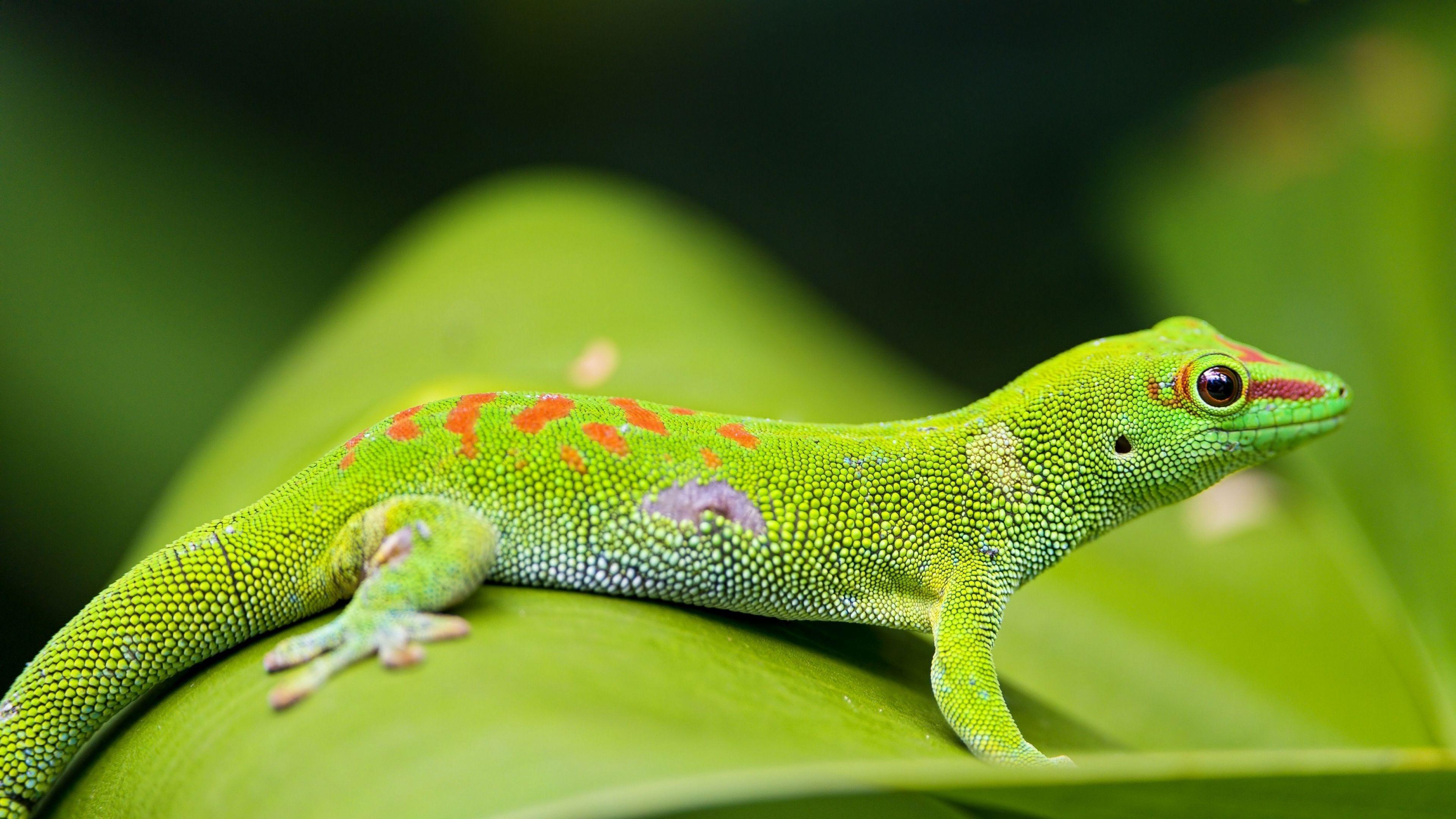 Lizards Wallpapers Wallpaper Cave