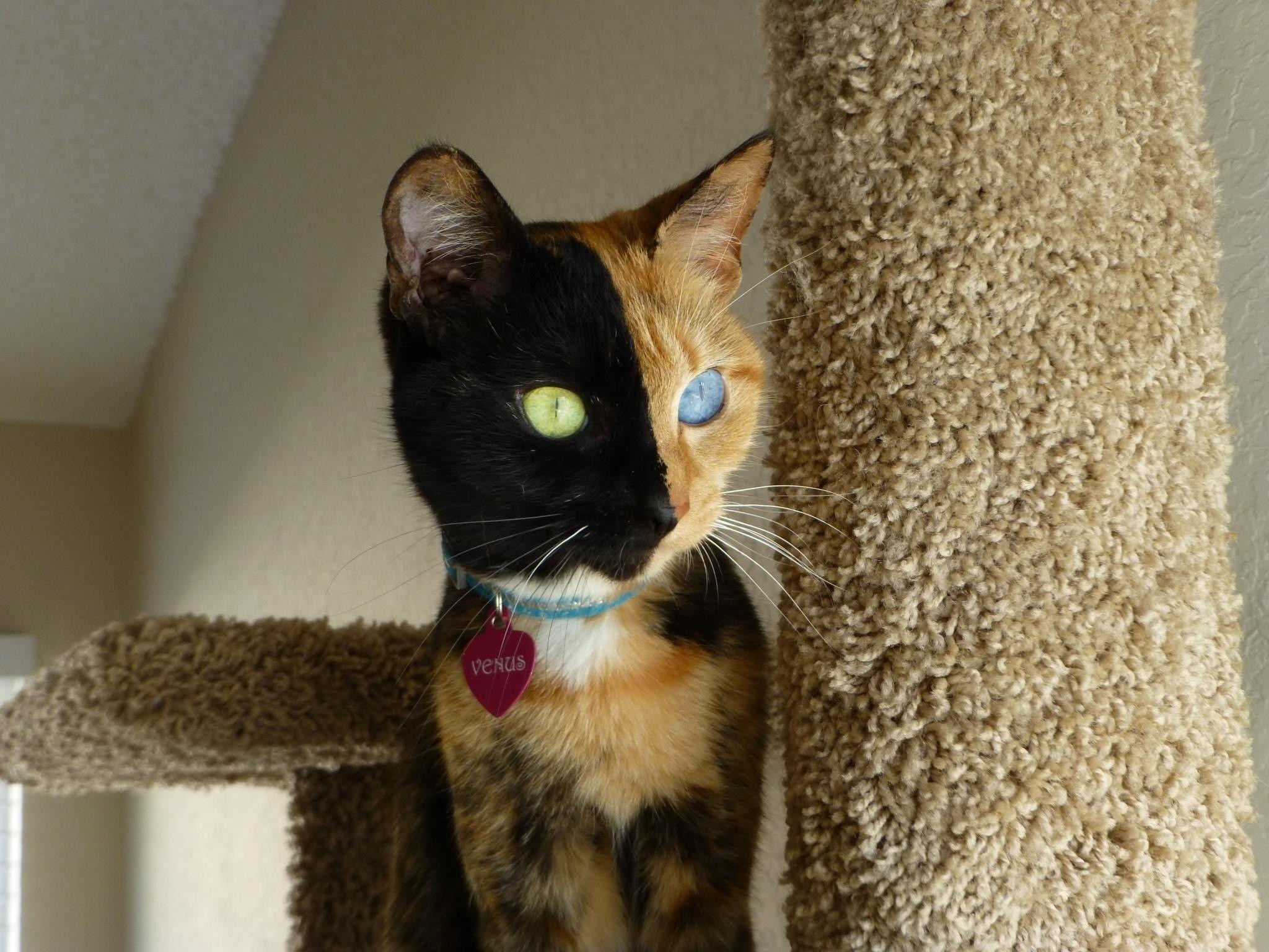 Tortoiseshell Cat Wallpapers Wallpaper Cave