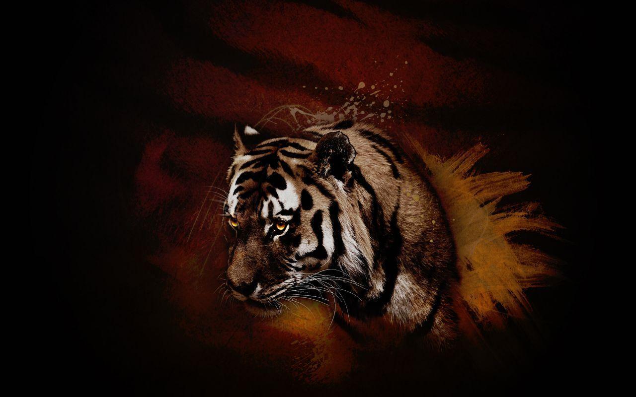 Black Tiger Wallpapers Wallpaper Cave