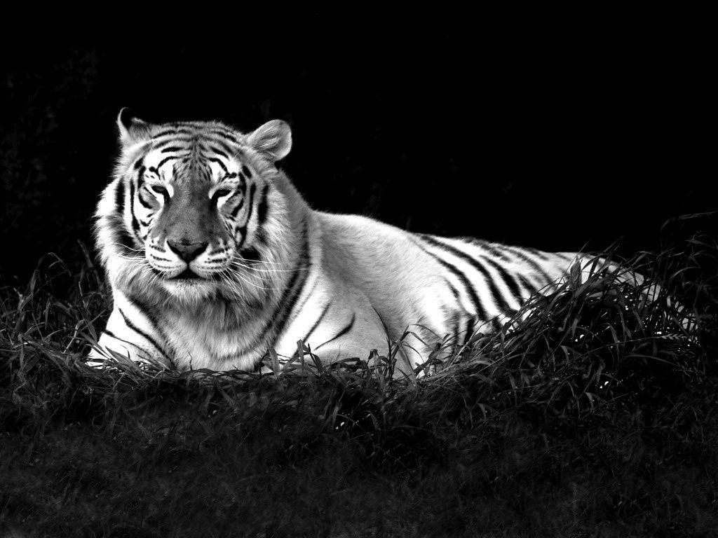 Black Tiger Wallpapers Wallpaper Cave