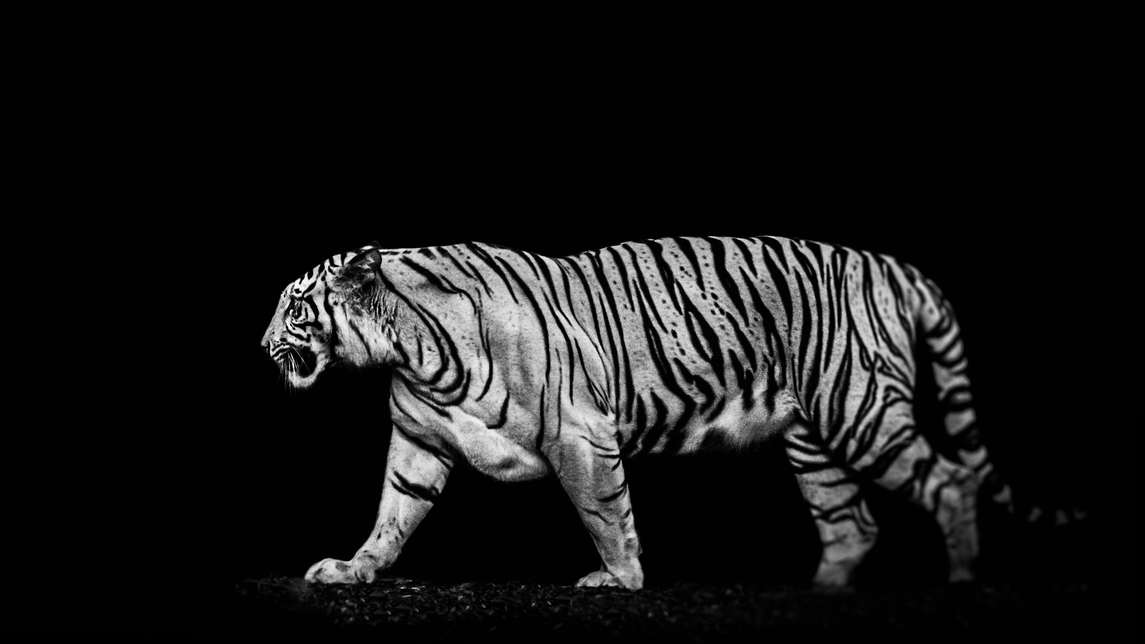 Black Tiger Wallpapers Wallpaper Cave