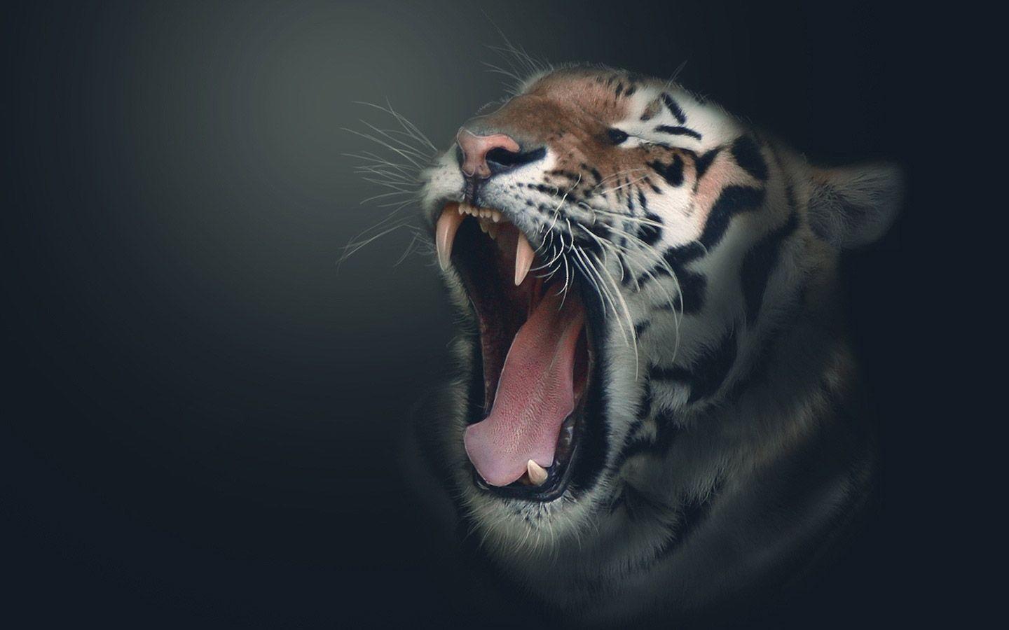 Black Tiger Wallpapers Wallpaper Cave