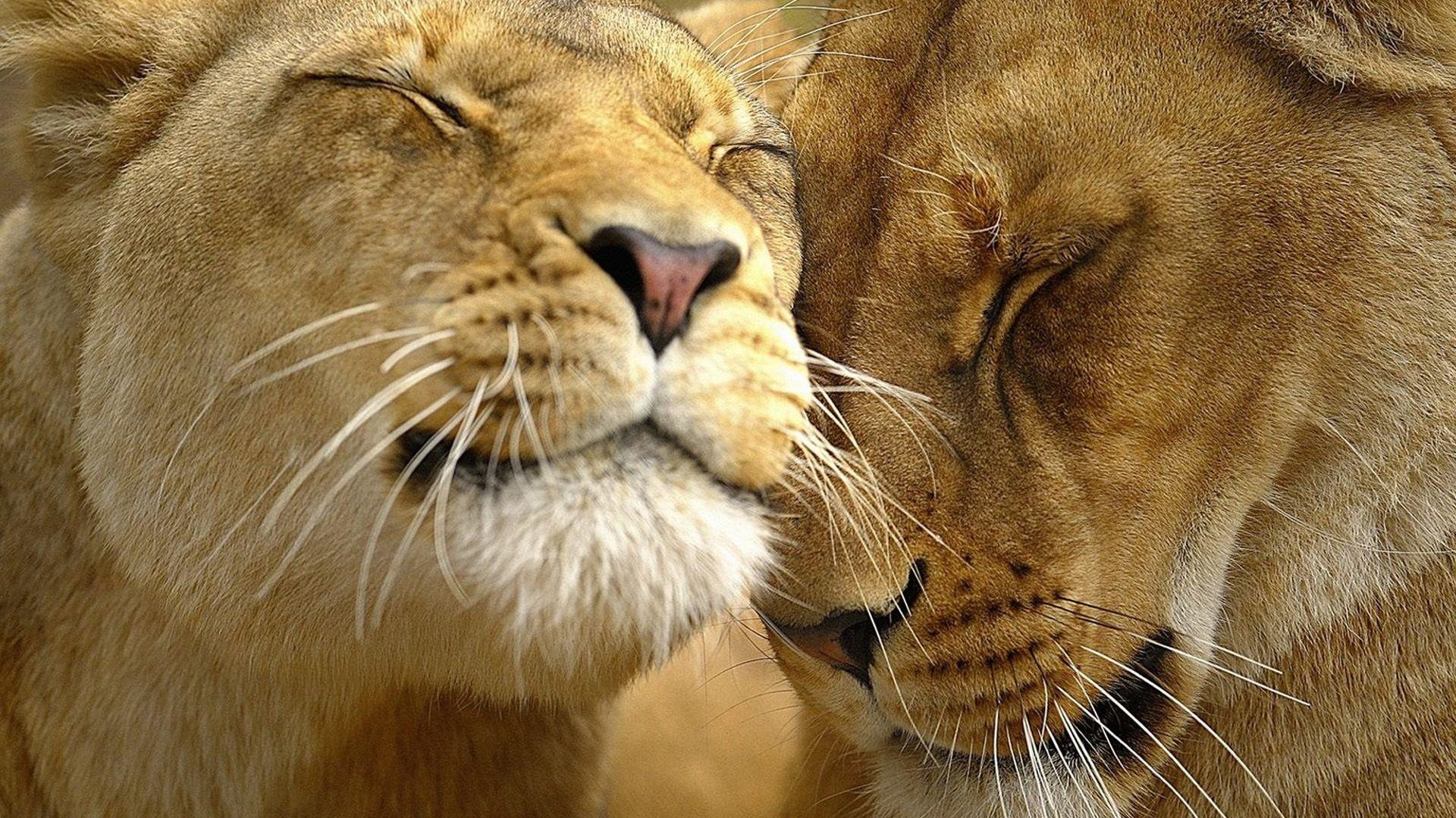 Animals In Love Wallpapers Wallpaper Cave