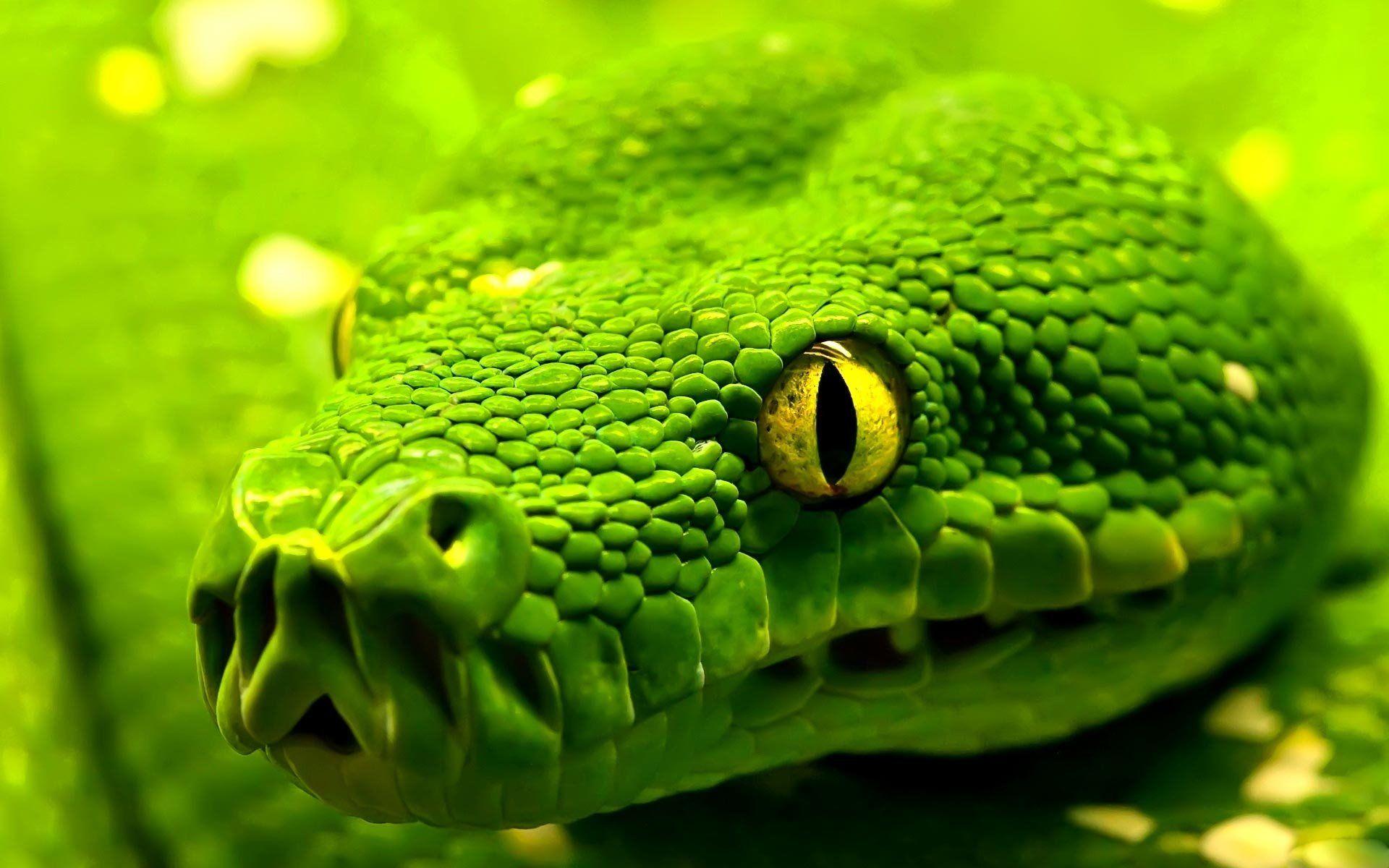 Snake Wallpapers HD Wallpaper Cave