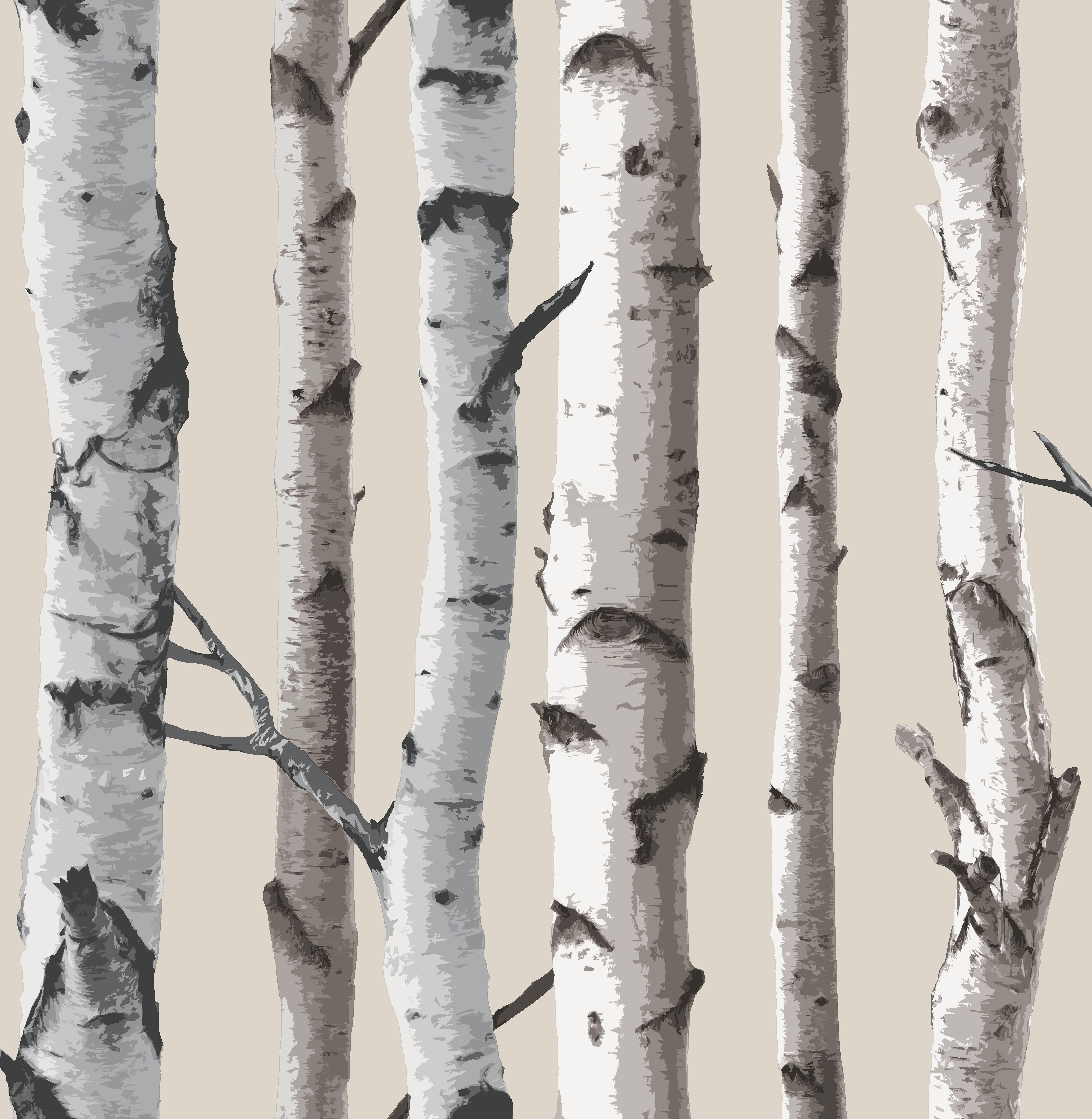 Birch Wallpapers Wallpaper Cave